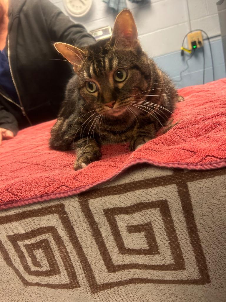 Enlarge Baby, a Adoptable mixed breed in Detroit, MI image 4/4