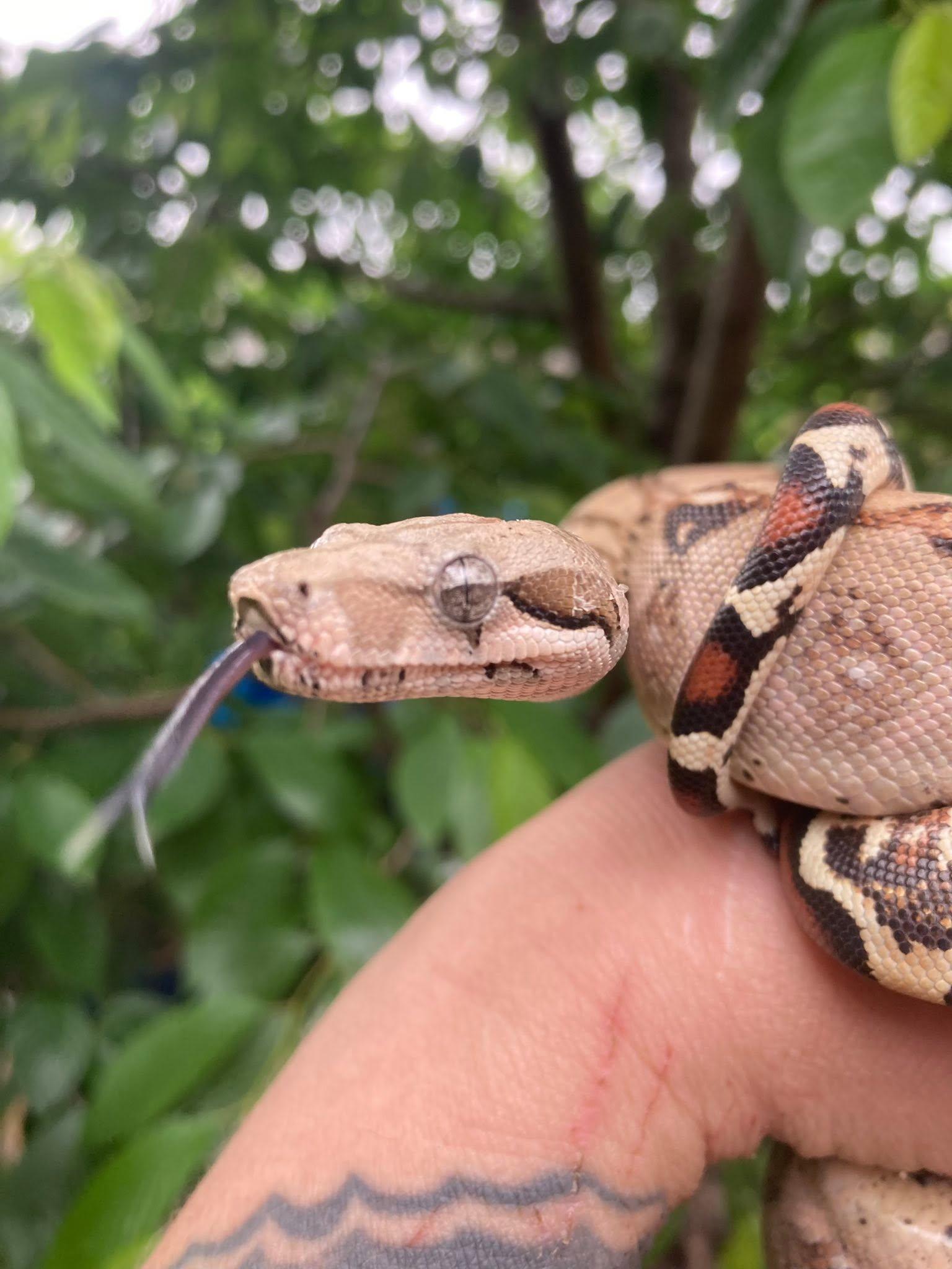 Enlarge Rusty, a ADOPTABLE Boa Constrictor in Palmerton, PA image 3/4