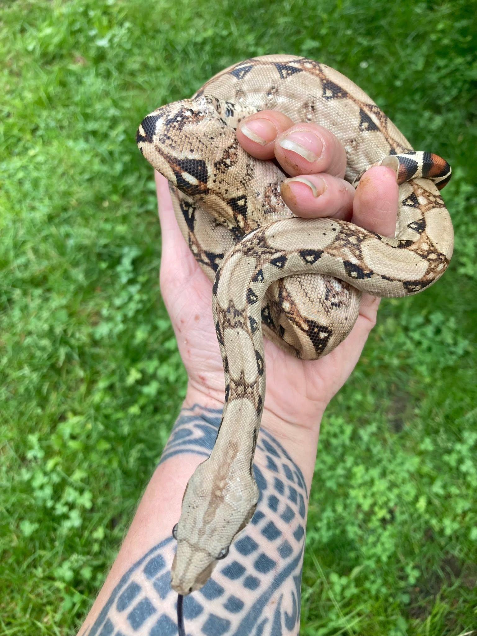 Enlarge Rusty, a ADOPTABLE Boa Constrictor in Palmerton, PA image 2/4