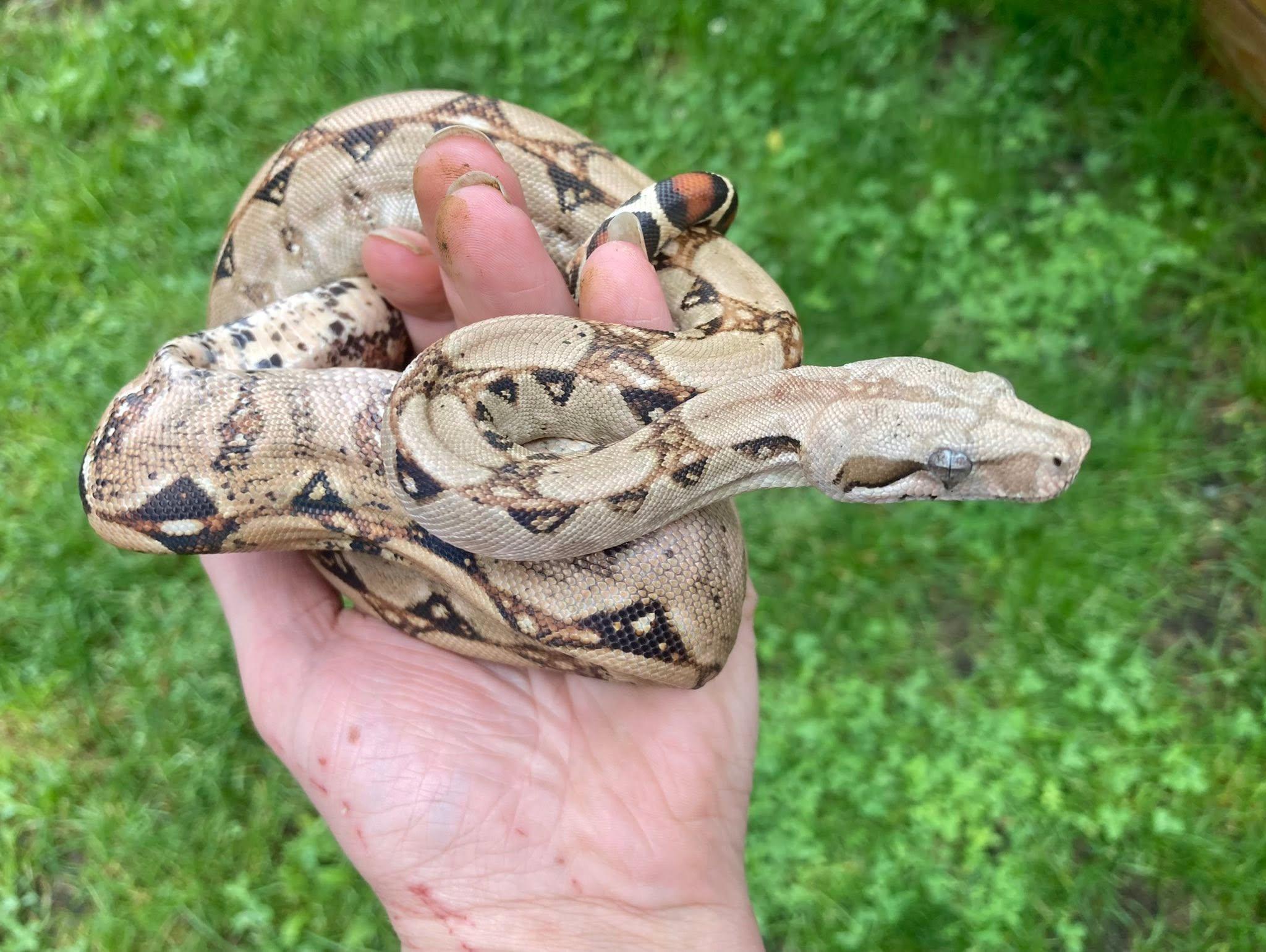Rusty, ADOPTABLE, Baby Male Boa Constrictor.
