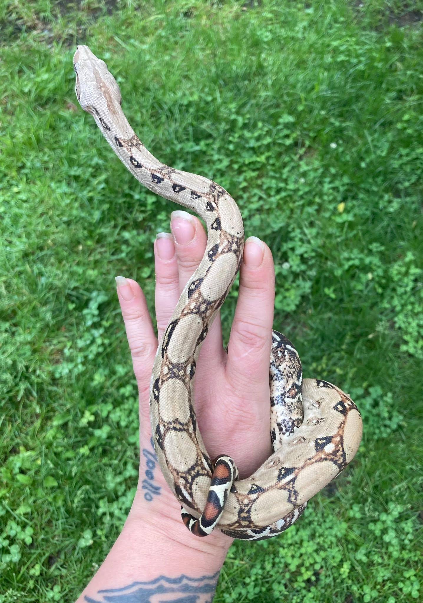 Enlarge Rusty, a ADOPTABLE Boa Constrictor in Palmerton, PA image 4/4