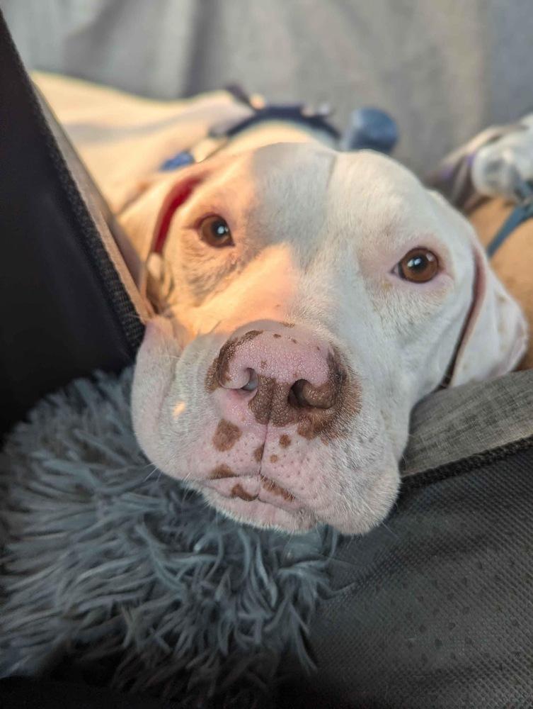 Enlarge Loki - AVAILABLE, a Adoptable Pit Bull Terrier in Seattle, WA image 1/6