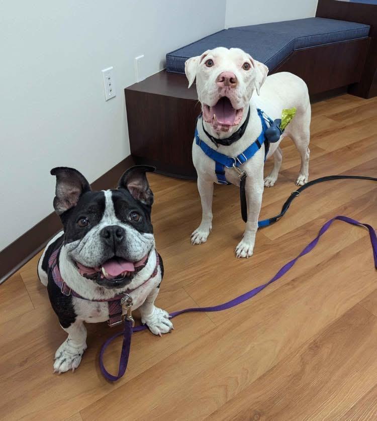 Loki - AVAILABLE, a Adoptable Pit Bull Terrier in Seattle, WA image 4/6