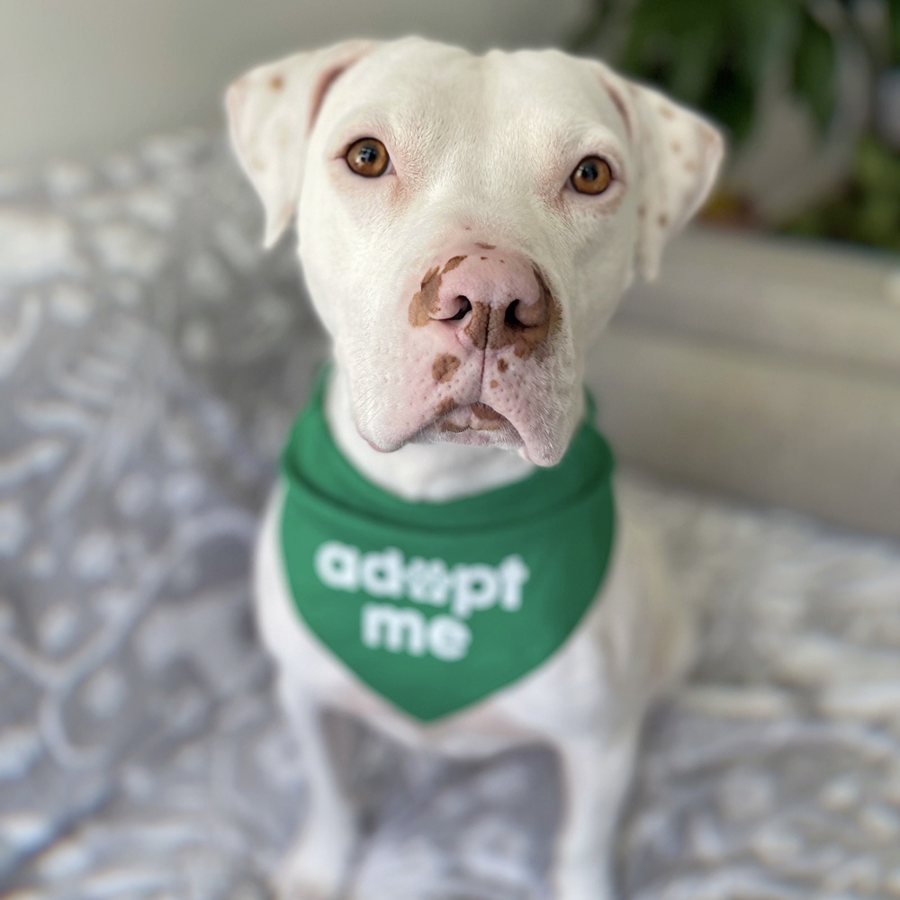 Loki - AVAILABLE, a Adoptable Pit Bull Terrier in Seattle, WA image 3/6