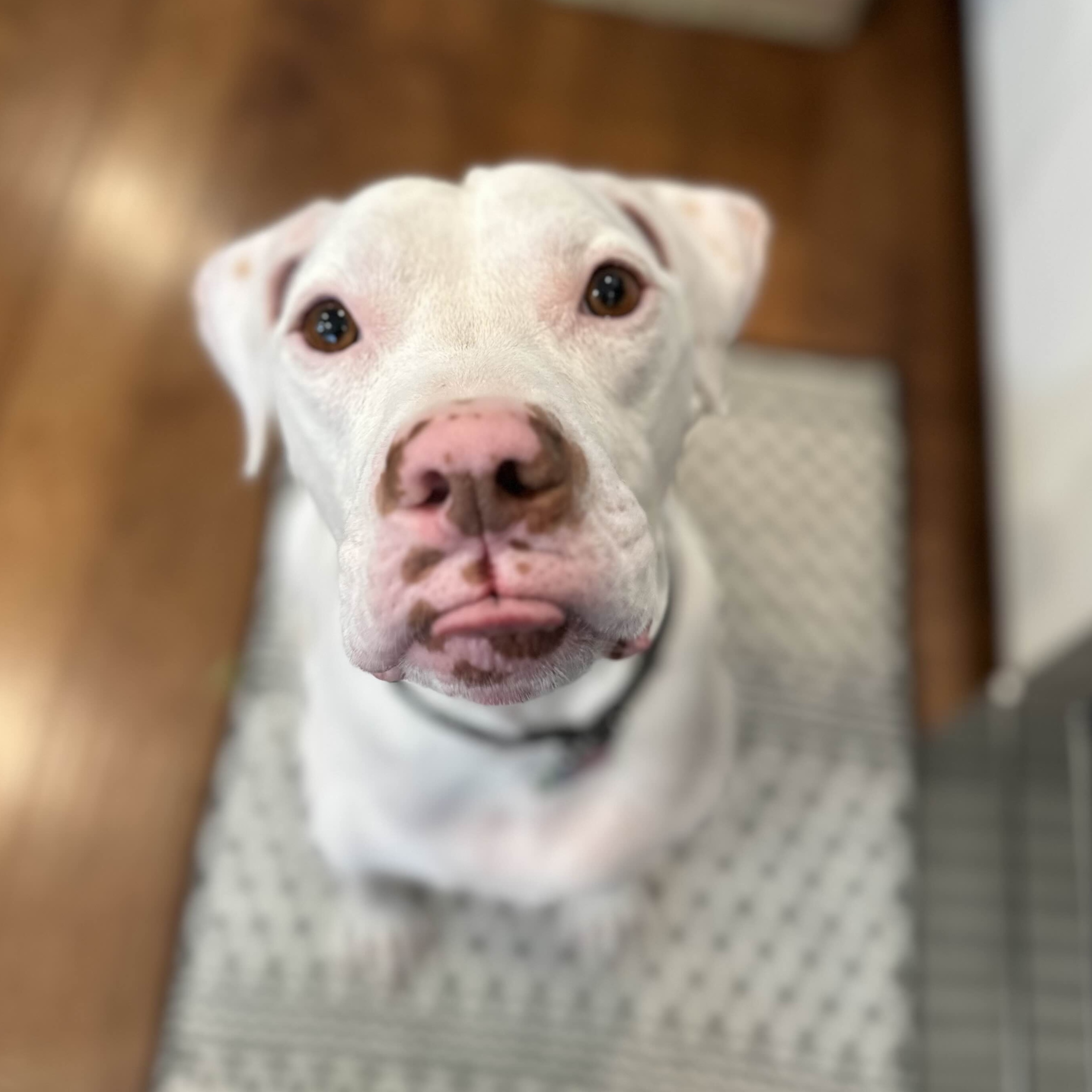 Loki - AVAILABLE, a Adoptable Pit Bull Terrier in Seattle, WA image 2/6