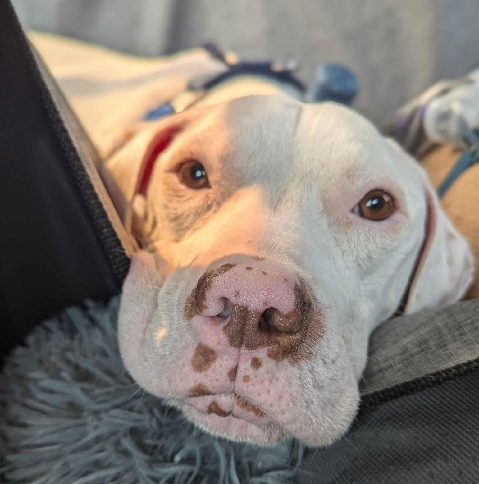 Loki - AVAILABLE, a Adoptable Pit Bull Terrier in Seattle, WA image 1/6