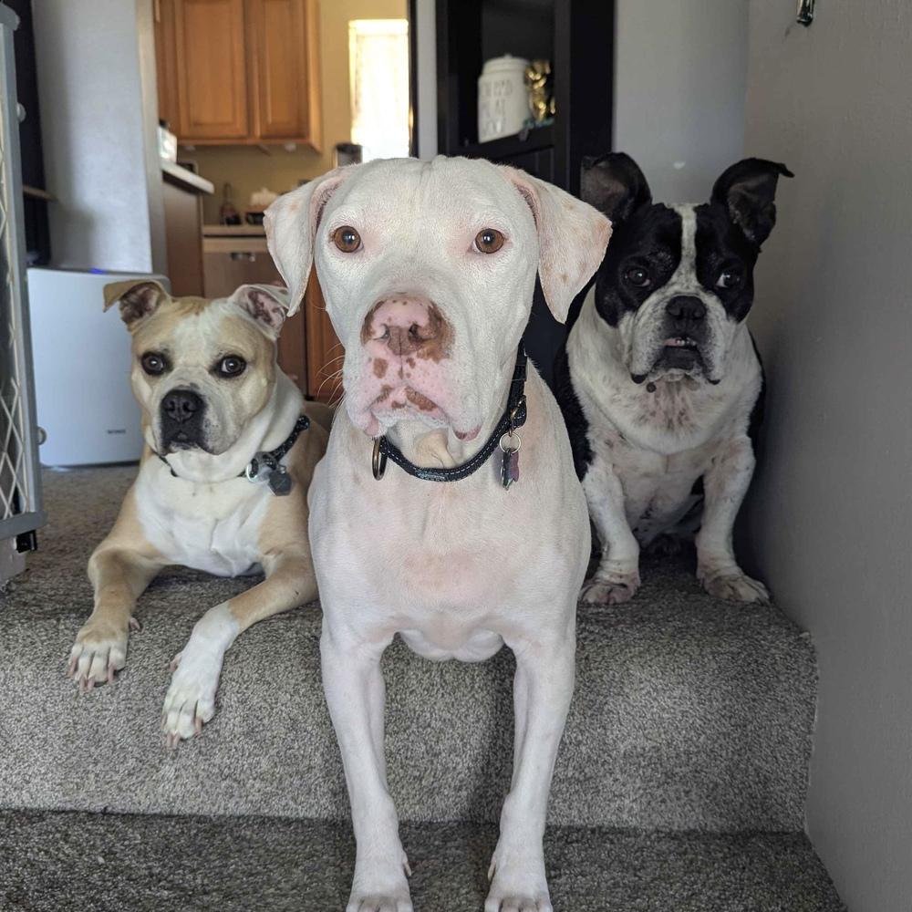 Loki - AVAILABLE, a Adoptable Pit Bull Terrier in Seattle, WA image 2/6