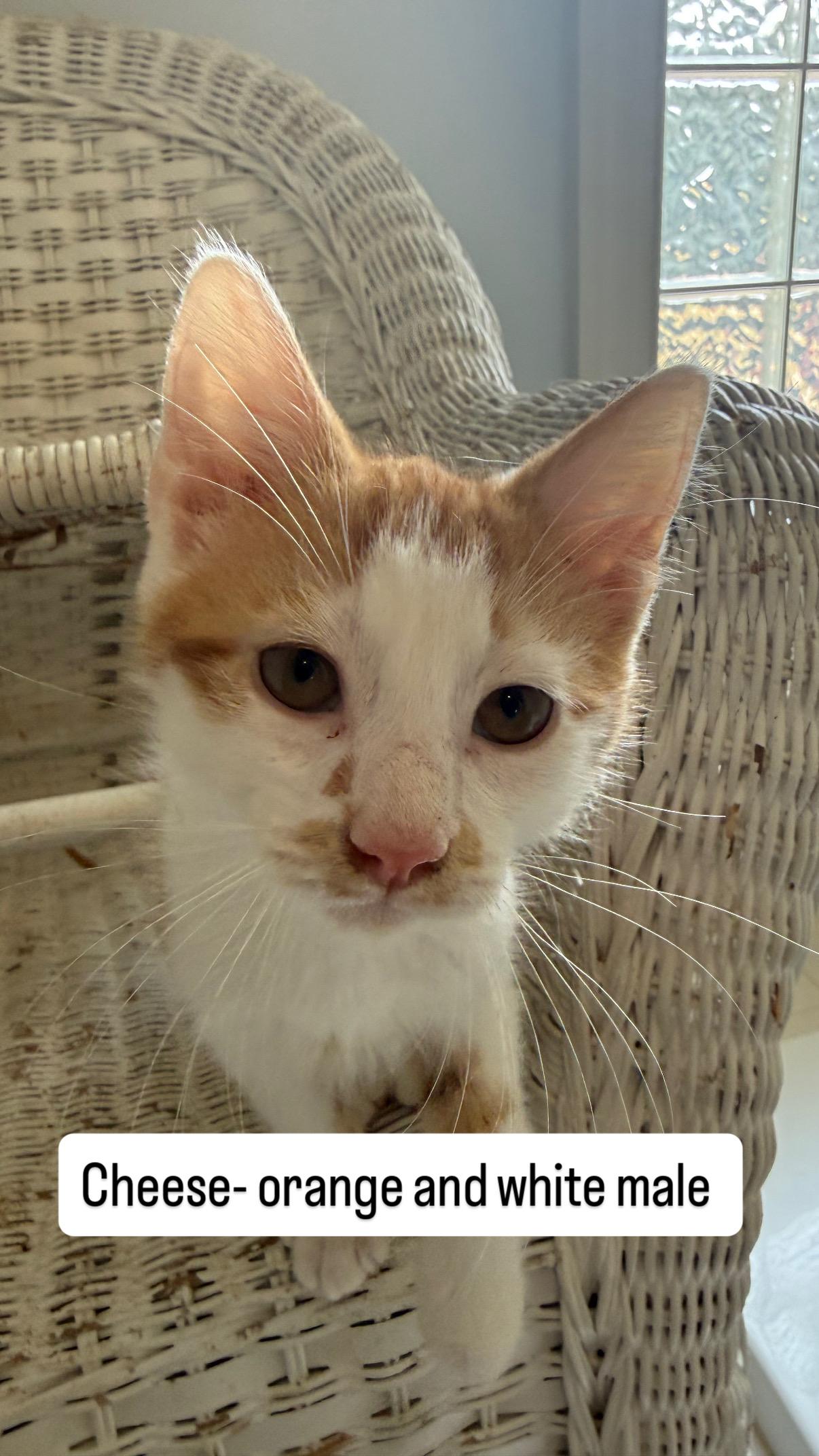 Salmon and Cheese, ADOPTABLE, Kitten Male Domestic Short Hair.