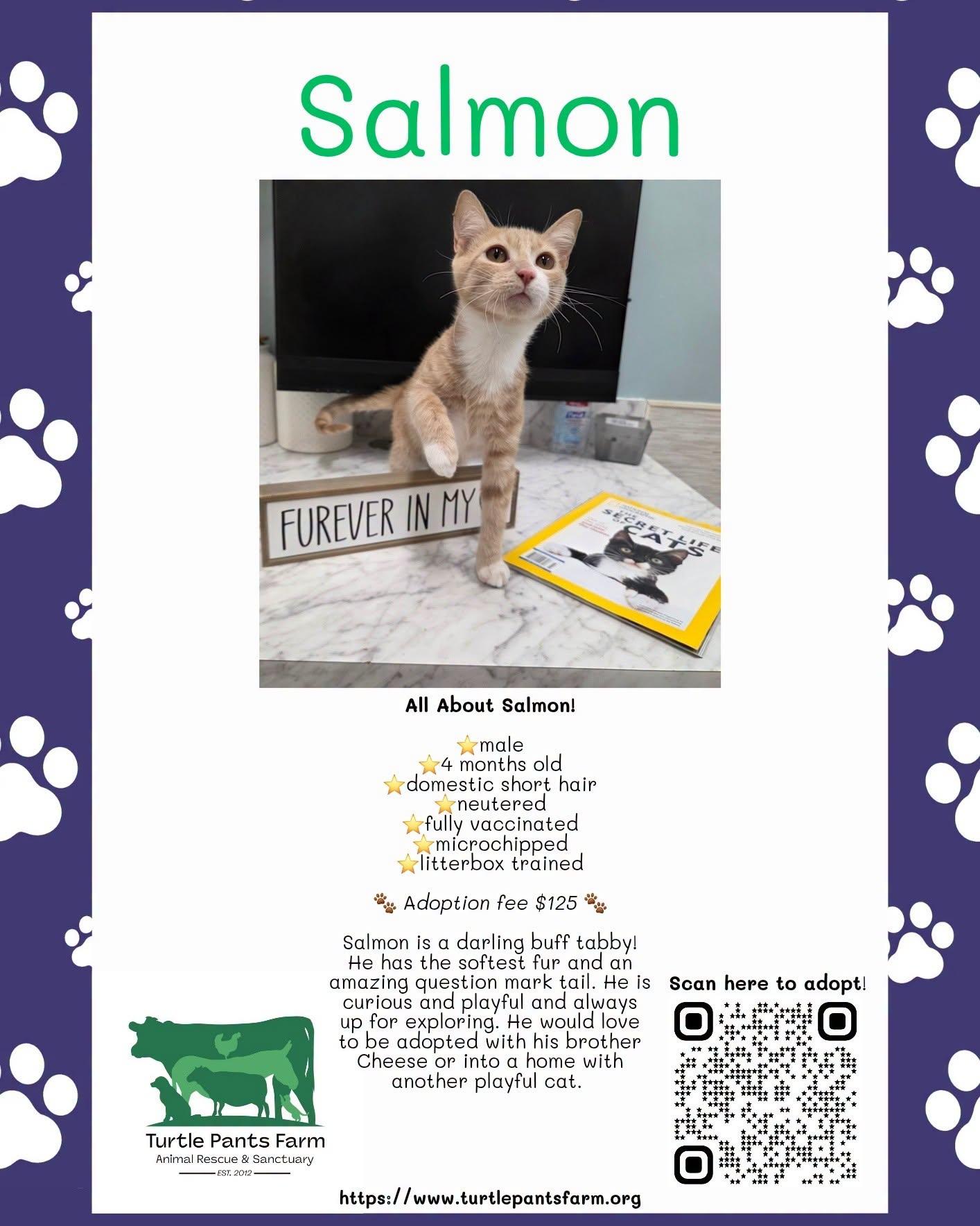 Enlarge Salmon and Cheese, a Adoptable Domestic Short Hair in Pittsboro, NC image 3/3