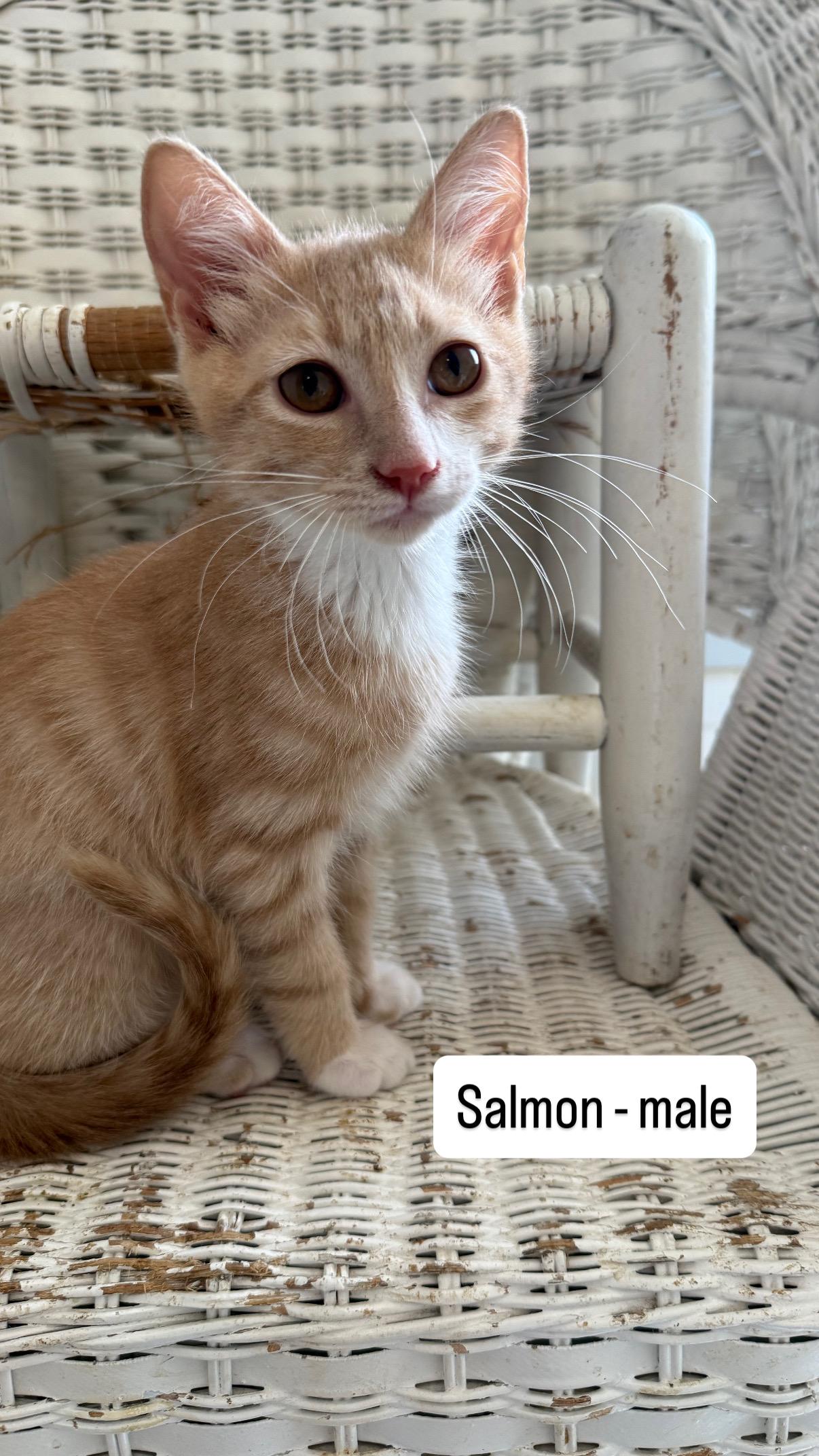 Salmon and Cheese, a ADOPTABLE Domestic Short Hair in Pittsboro, NC image 2/2