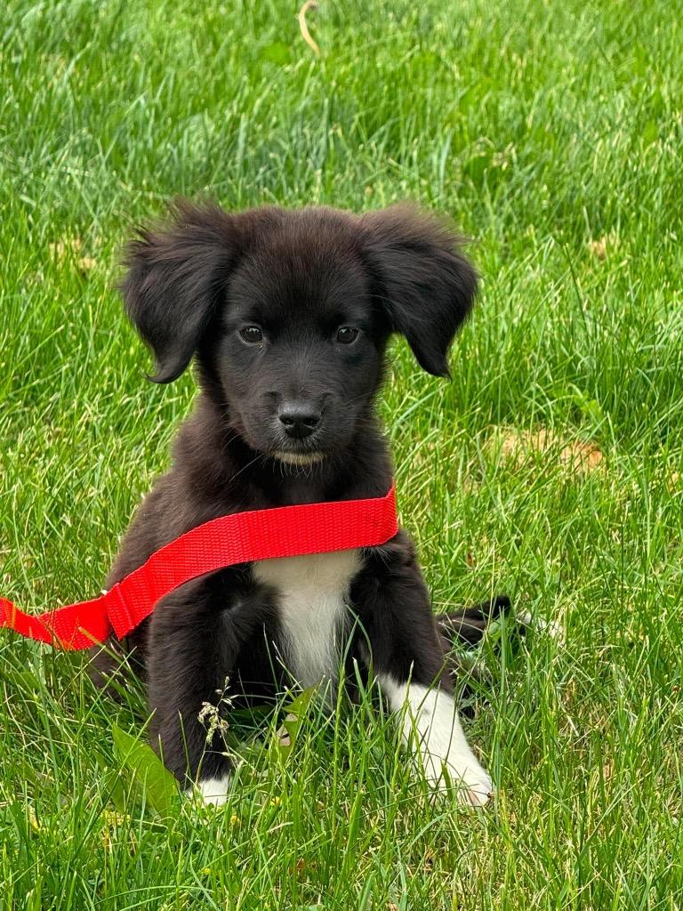 Kenny, Adopted, Puppy Male Border Collie.