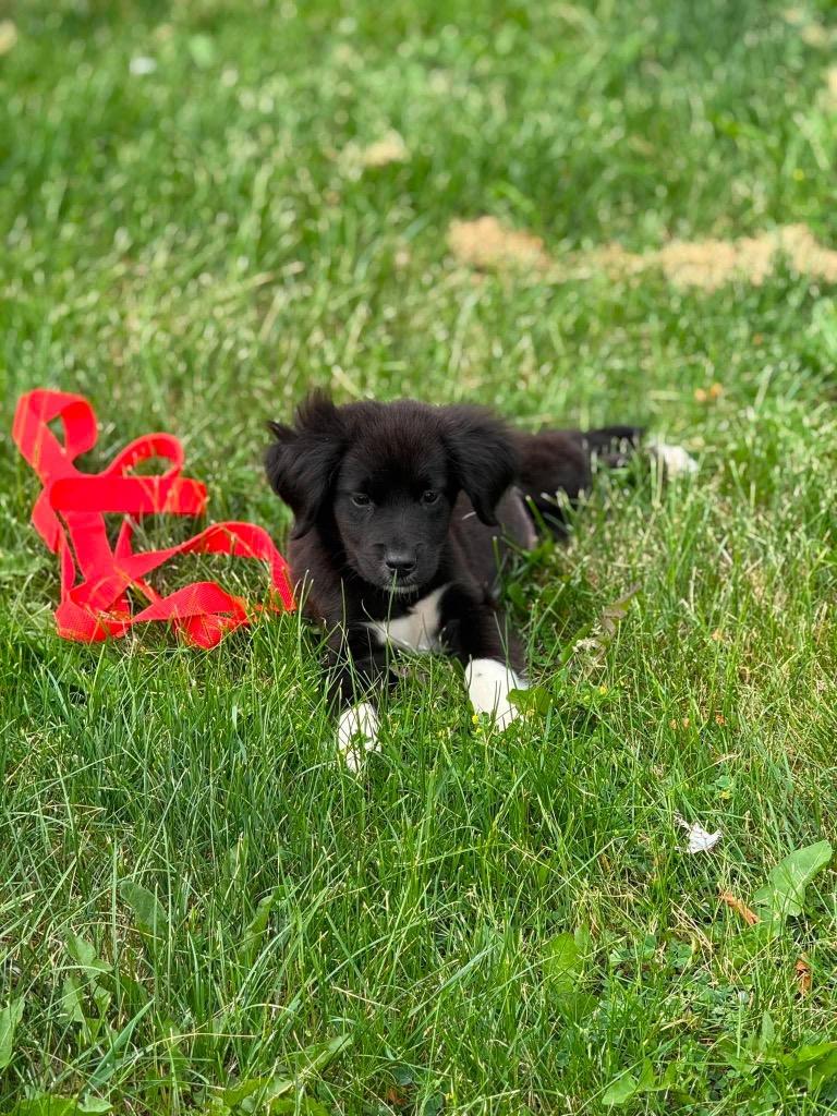 Kenny, a Adopted Border Collie in Bristol, WI image 2/6