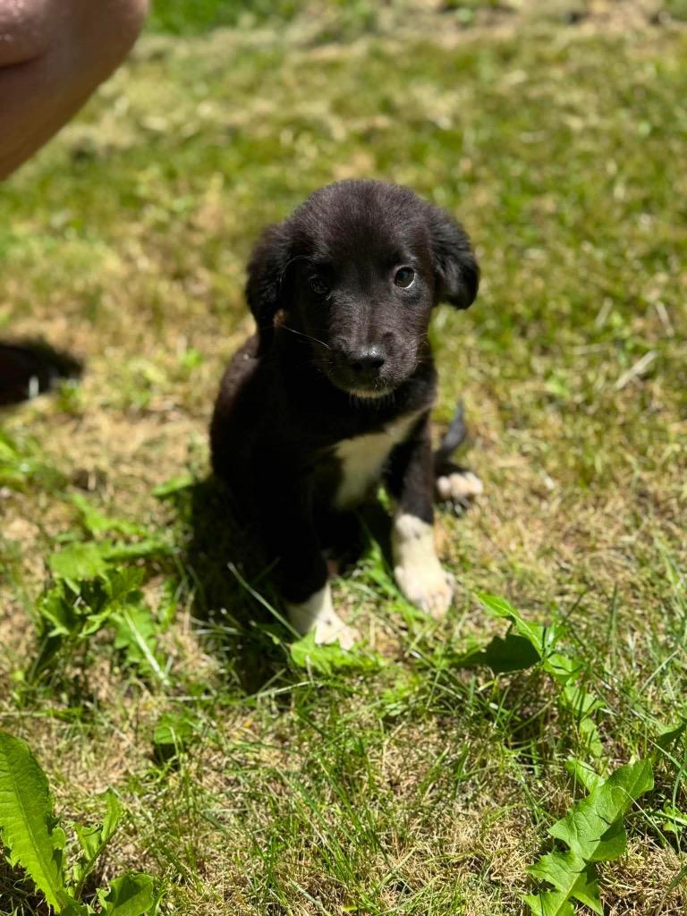 Kenny, a Adopted Border Collie in Bristol, WI image 3/6