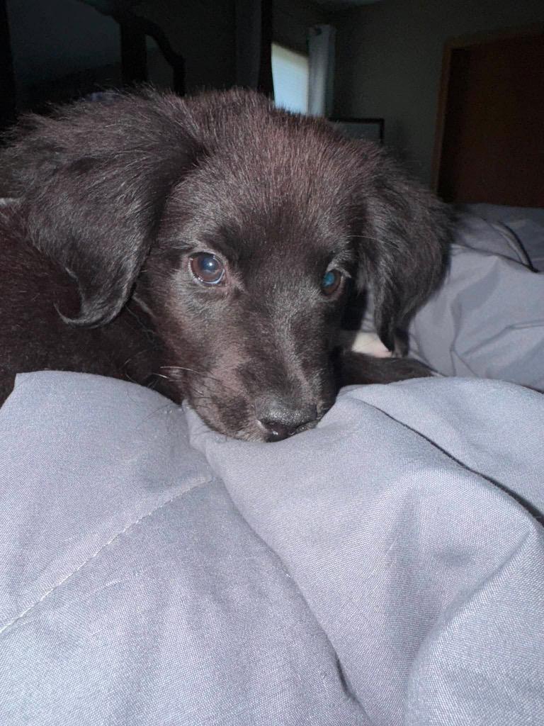 Kenny, a Adopted Border Collie in Bristol, WI image 5/6