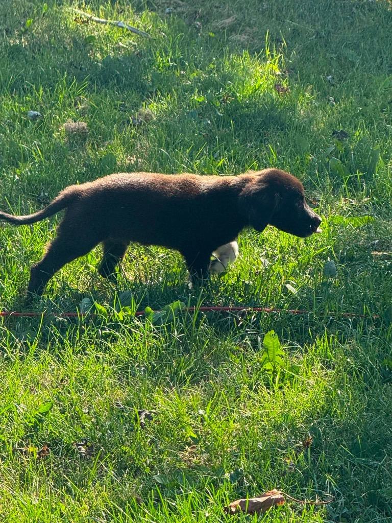 Kenny, a Adopted Border Collie in Bristol, WI image 6/6