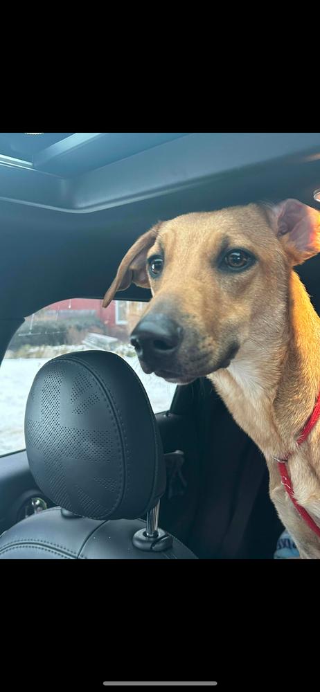 Wonderful Woody thumbnail 2