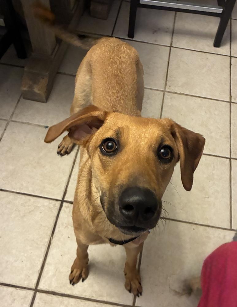 Wonderful Woody thumbnail 3