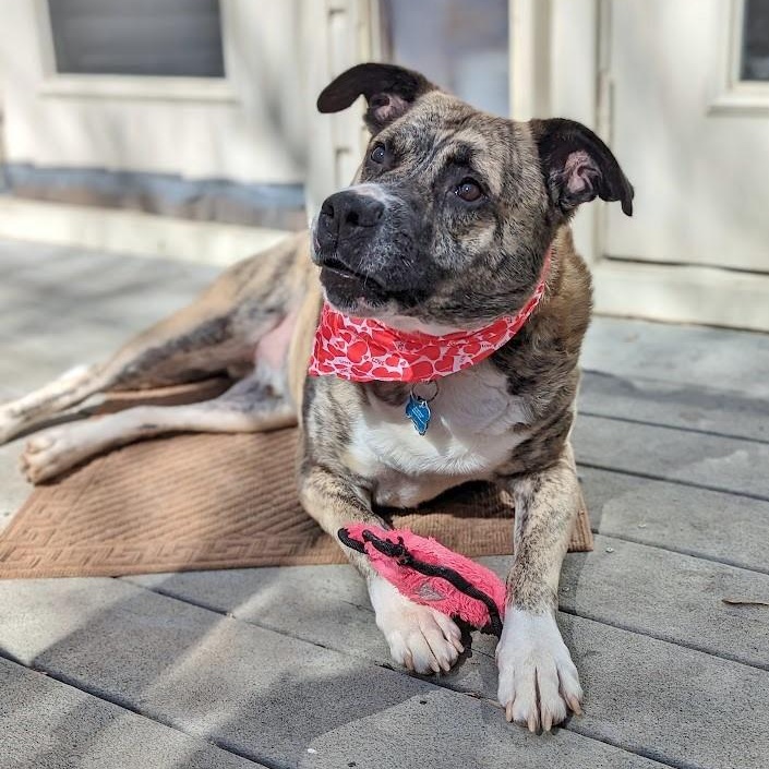 Scooby, a Adoptable mixed breed in Helena, AL image 2/11