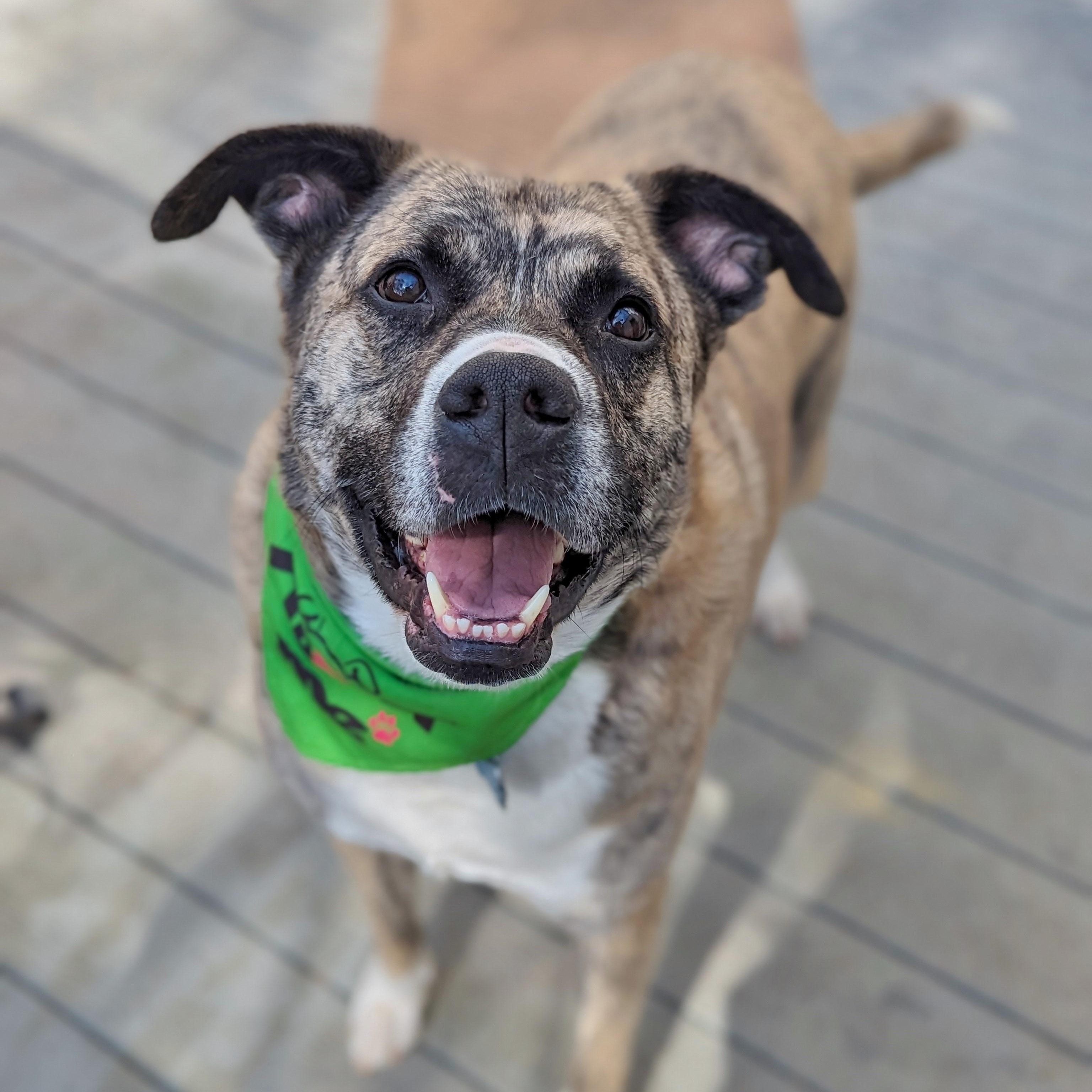 Scooby, a Adoptable mixed breed in Helena, AL image 6/11
