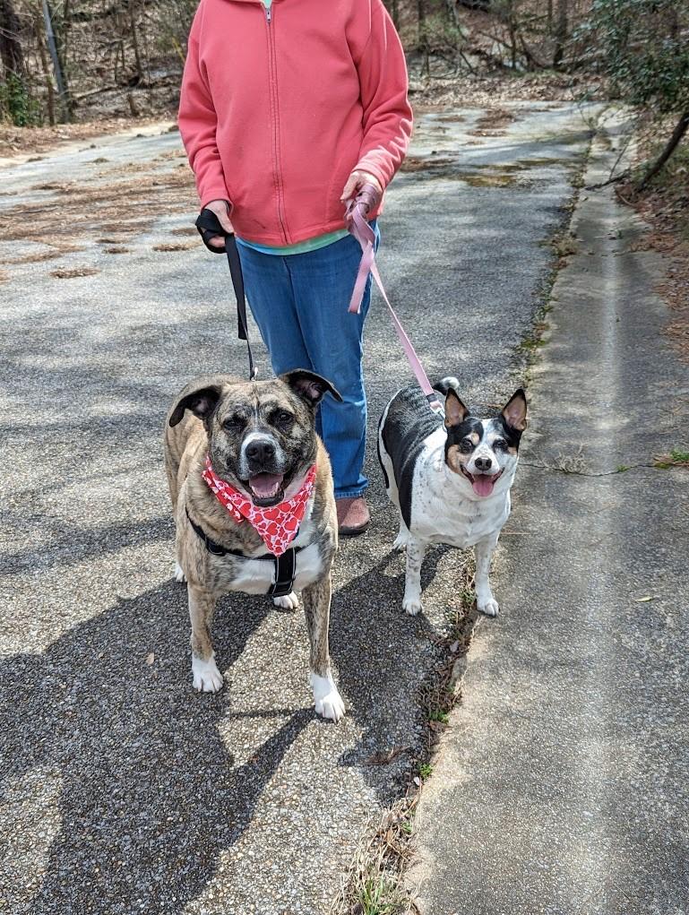 Scooby, a Adoptable mixed breed in Helena, AL image 5/11