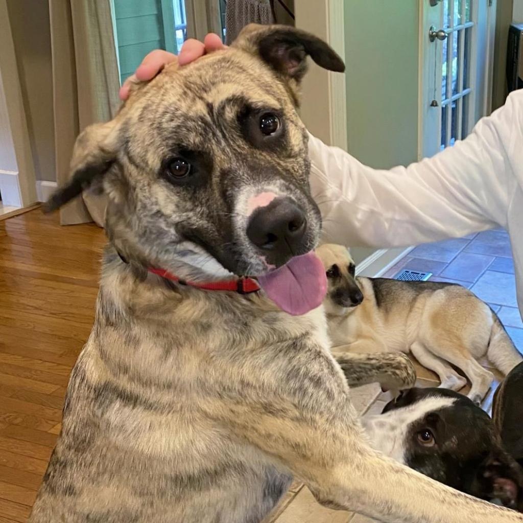 Enlarge Scooby, a Adoptable mixed breed in Helena, AL image 10/11