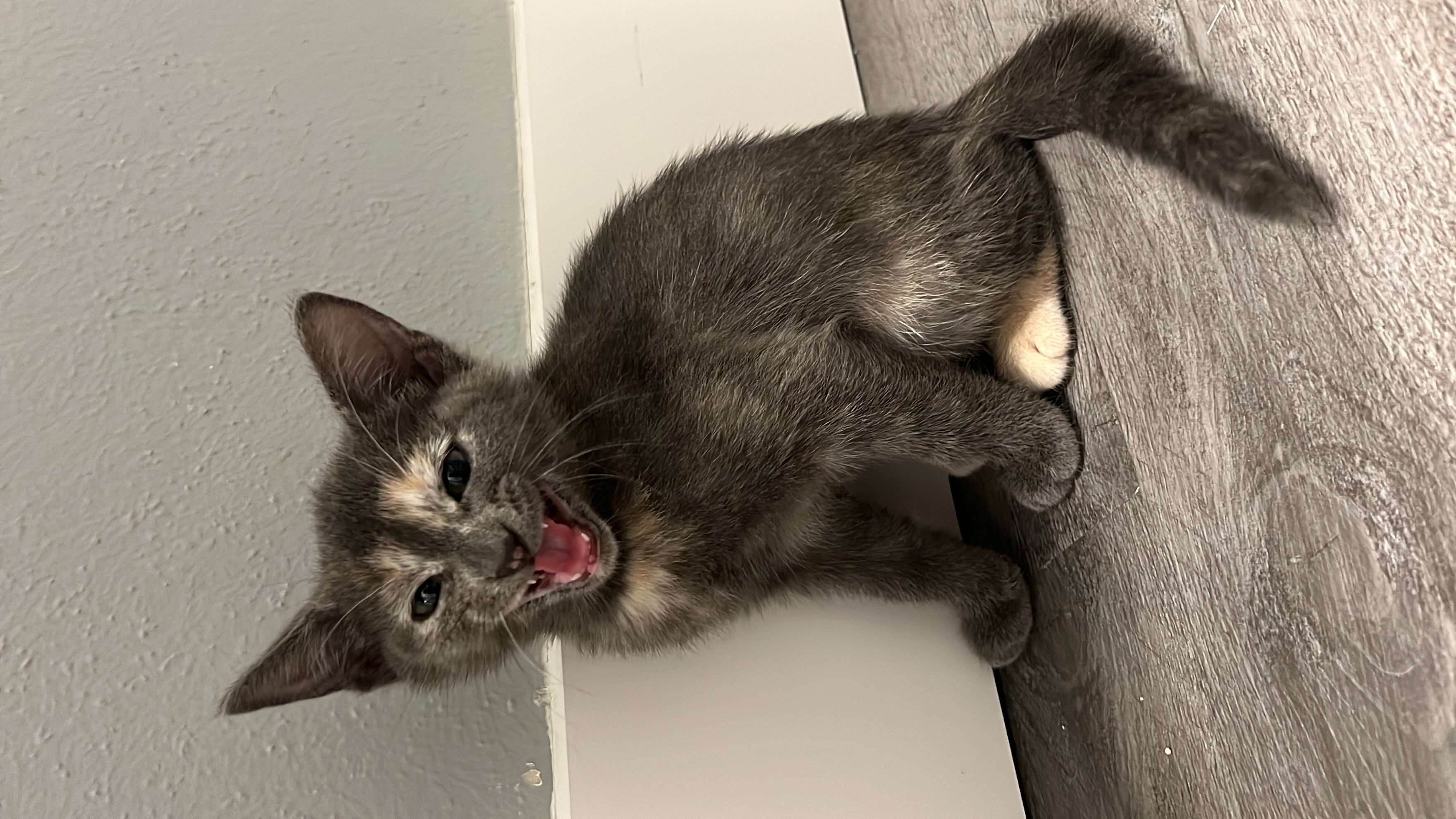 Cat for adoption Marble, a Dilute Tortoiseshell & Dilute Calico Mix