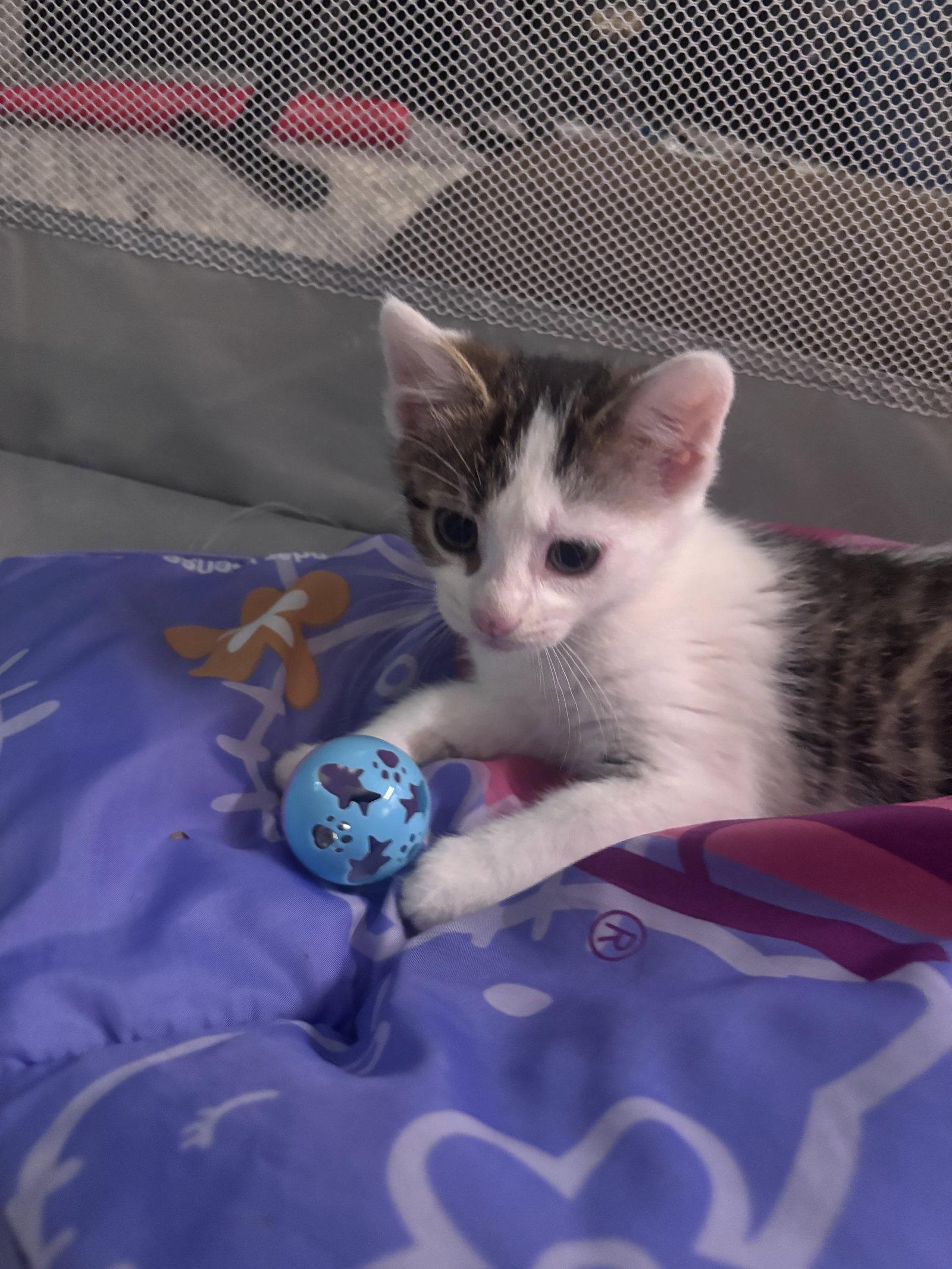 Marceline, a Adopted Domestic Short Hair in Forest Hill, MD image 1/3