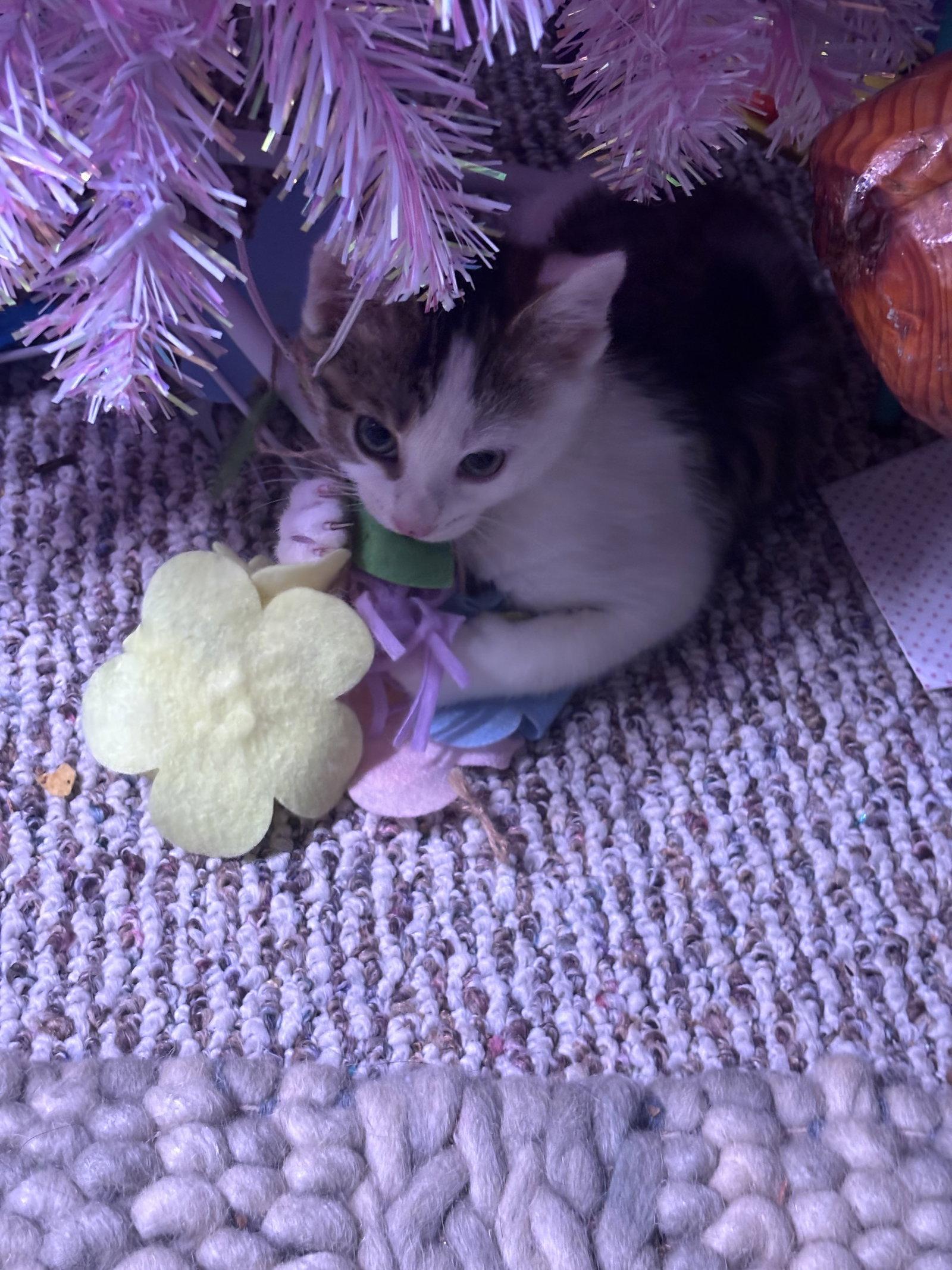Marceline, a Adopted Domestic Short Hair in Forest Hill, MD image 2/3