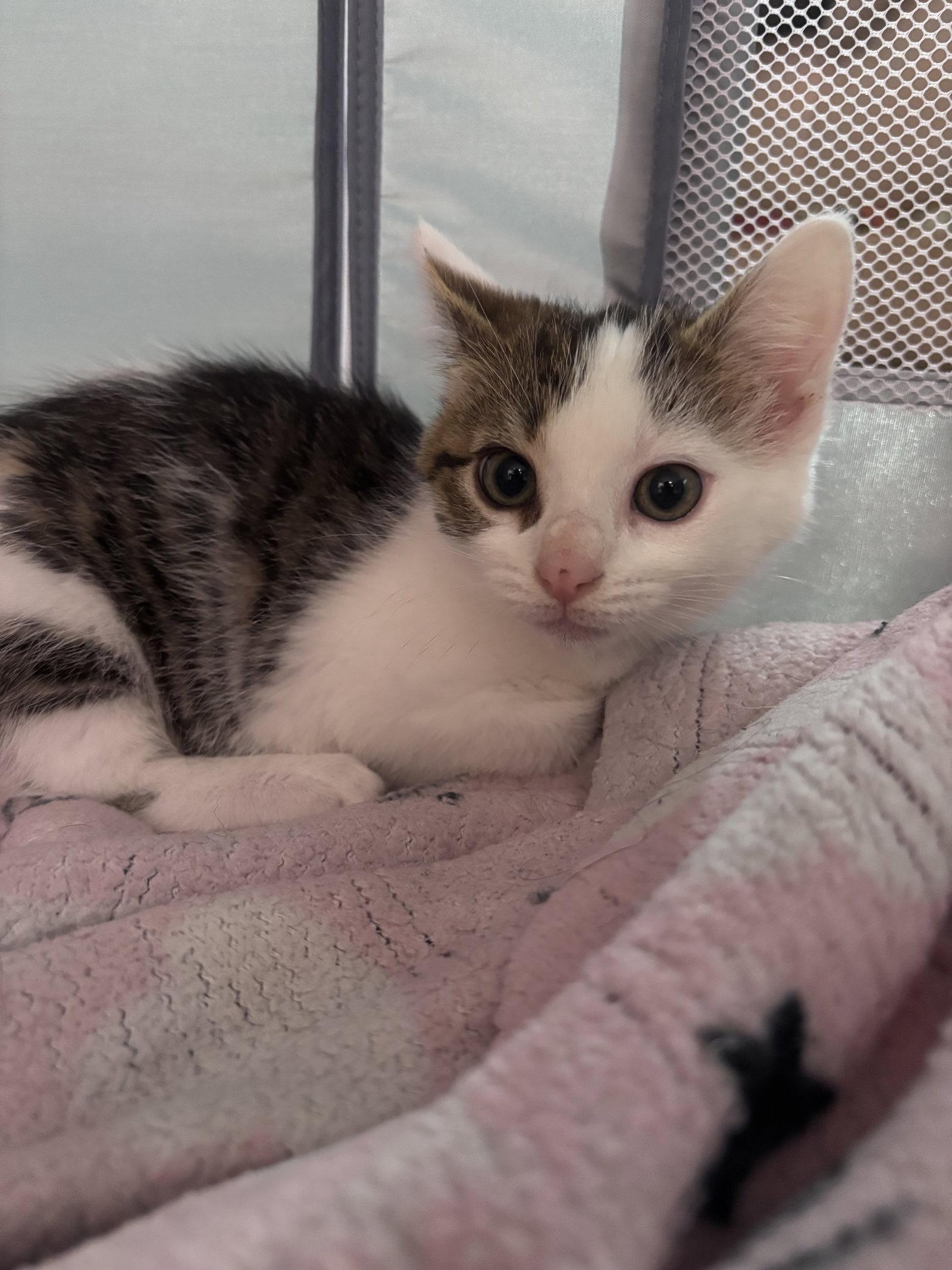 Marceline, a Adopted Domestic Short Hair in Forest Hill, MD image 3/3