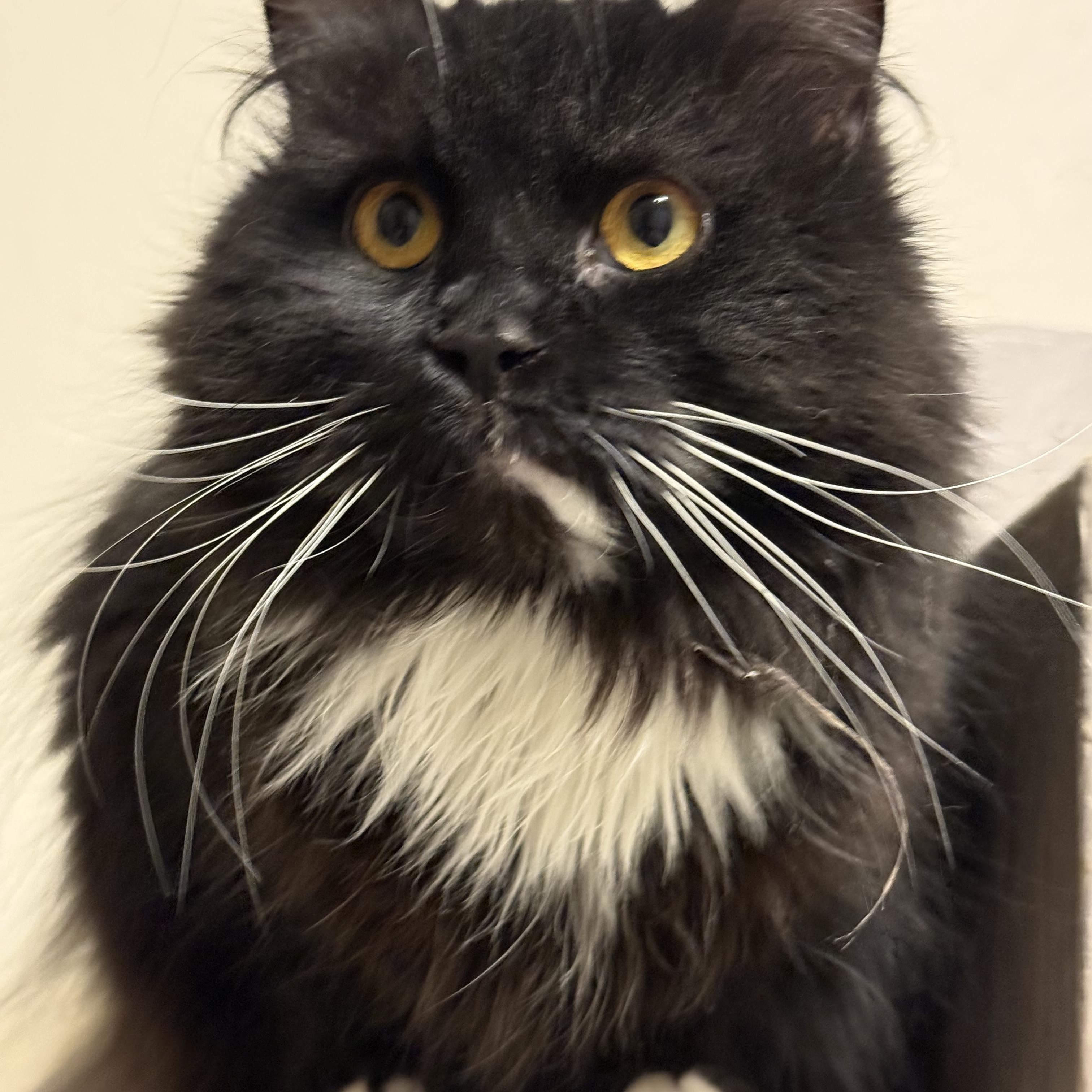 Sevona, an adoptable Domestic Long Hair in Old Bridge, NJ image 2/3