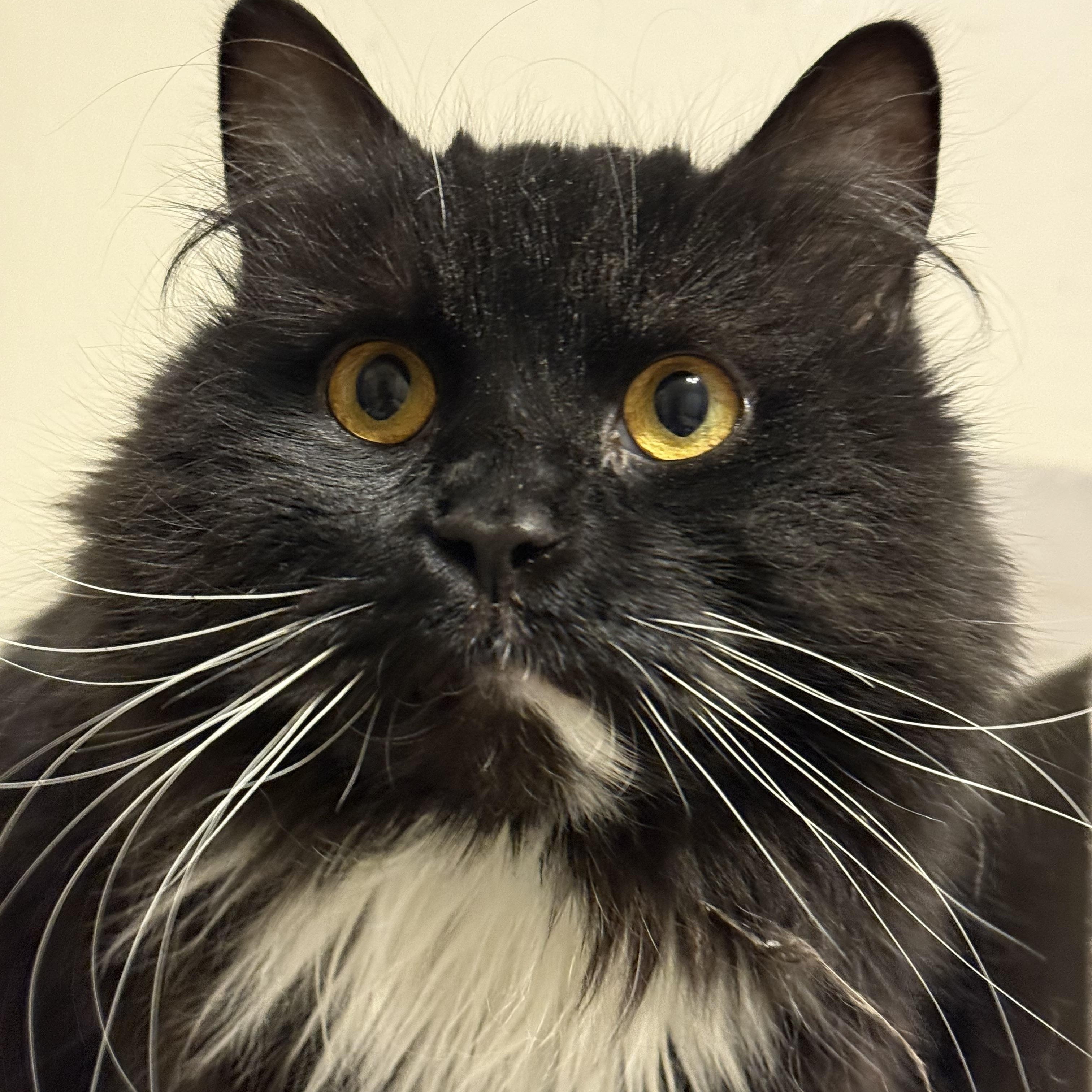 Sevona, an adoptable Domestic Long Hair in Old Bridge, NJ image 1/3