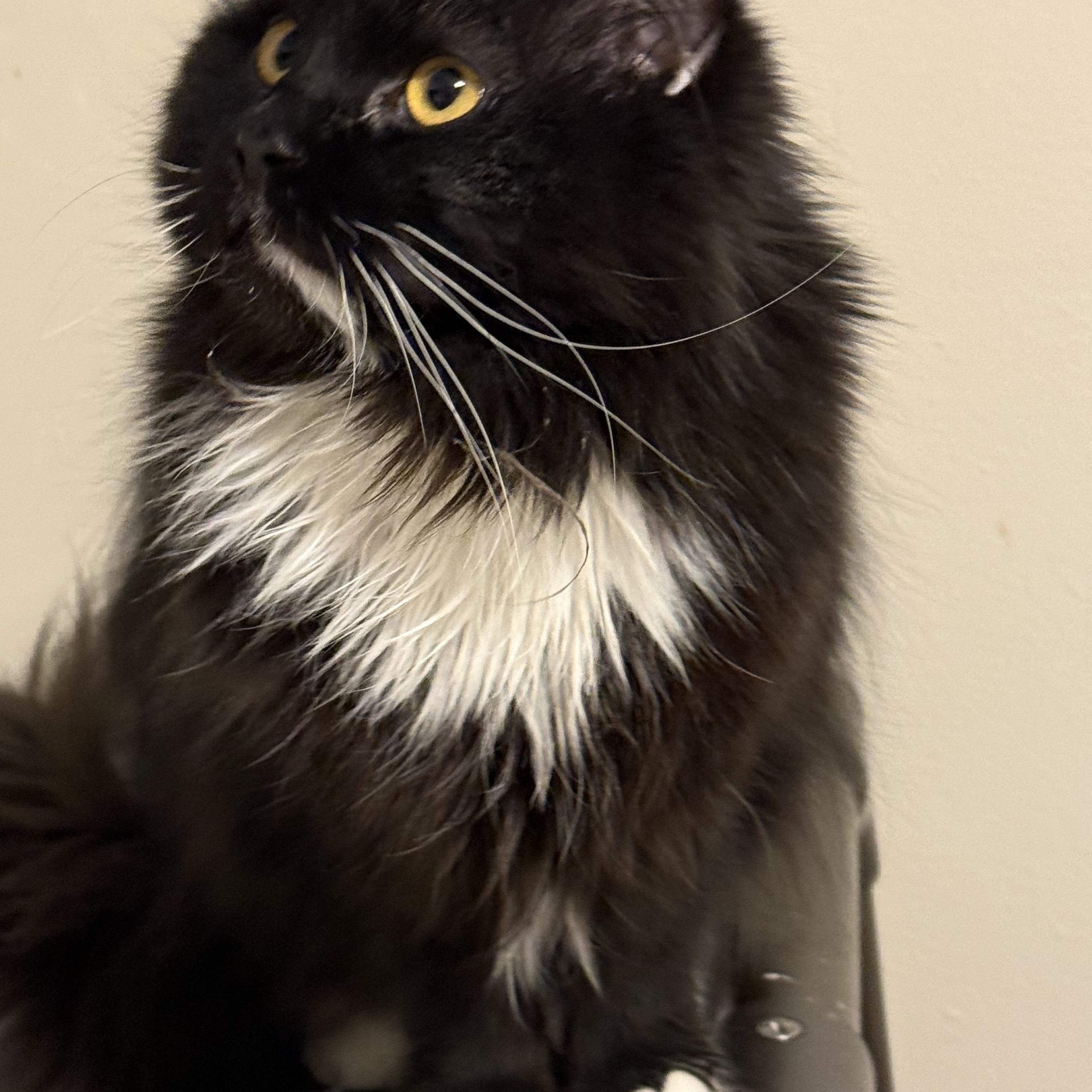 Sevona, an adoptable Domestic Long Hair in Old Bridge, NJ image 3/3