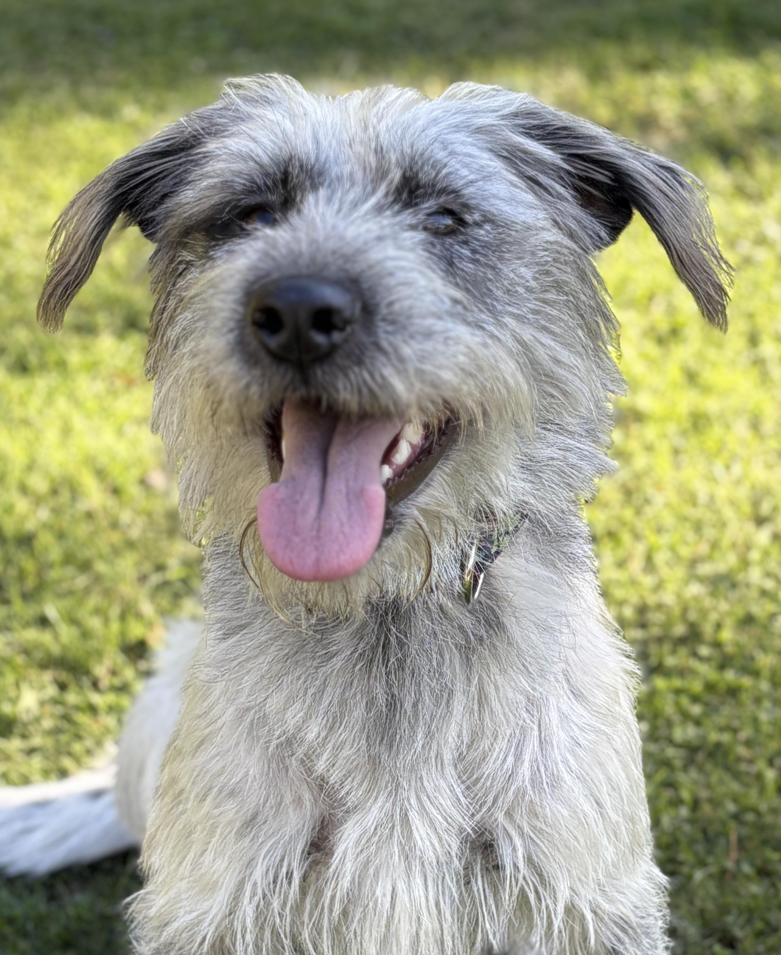 Lilly, Adoptable, Young Female Irish Wolfhound & Mixed Breed.