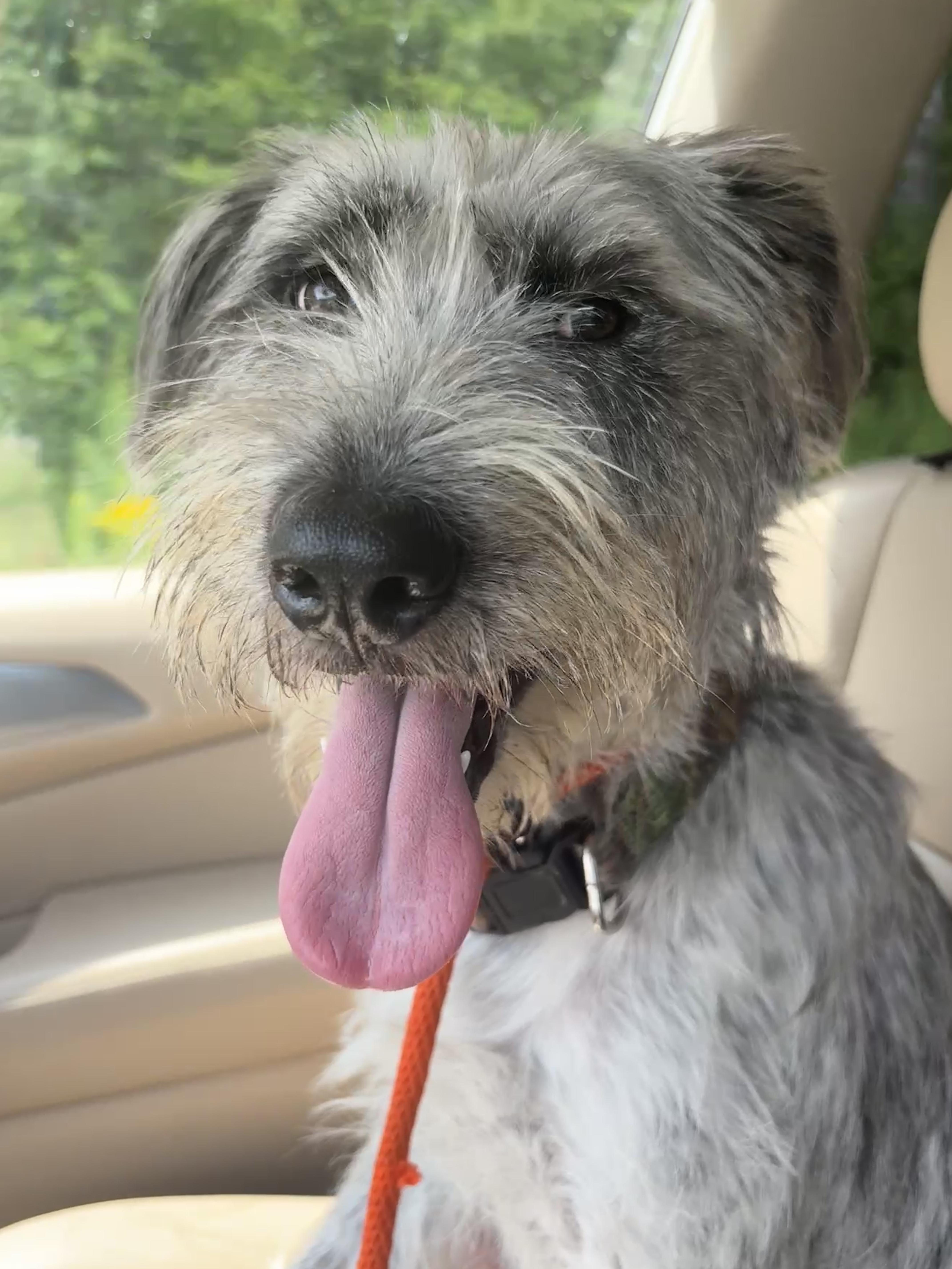 Enlarge Lilly, a Adoptable mixed breed in Latham, NY image 2/5