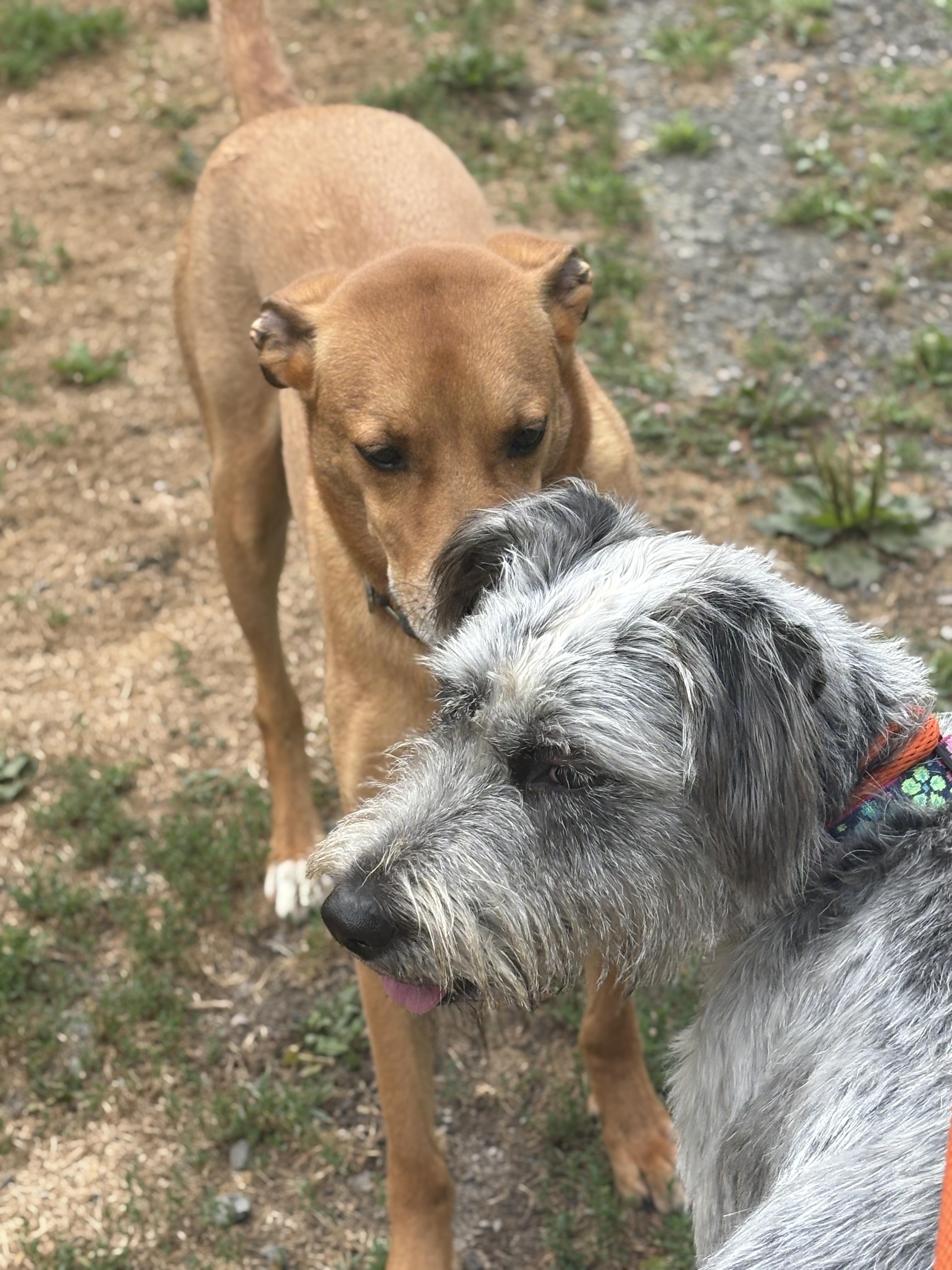 Enlarge Lilly, a Adoptable mixed breed in Latham, NY image 3/5