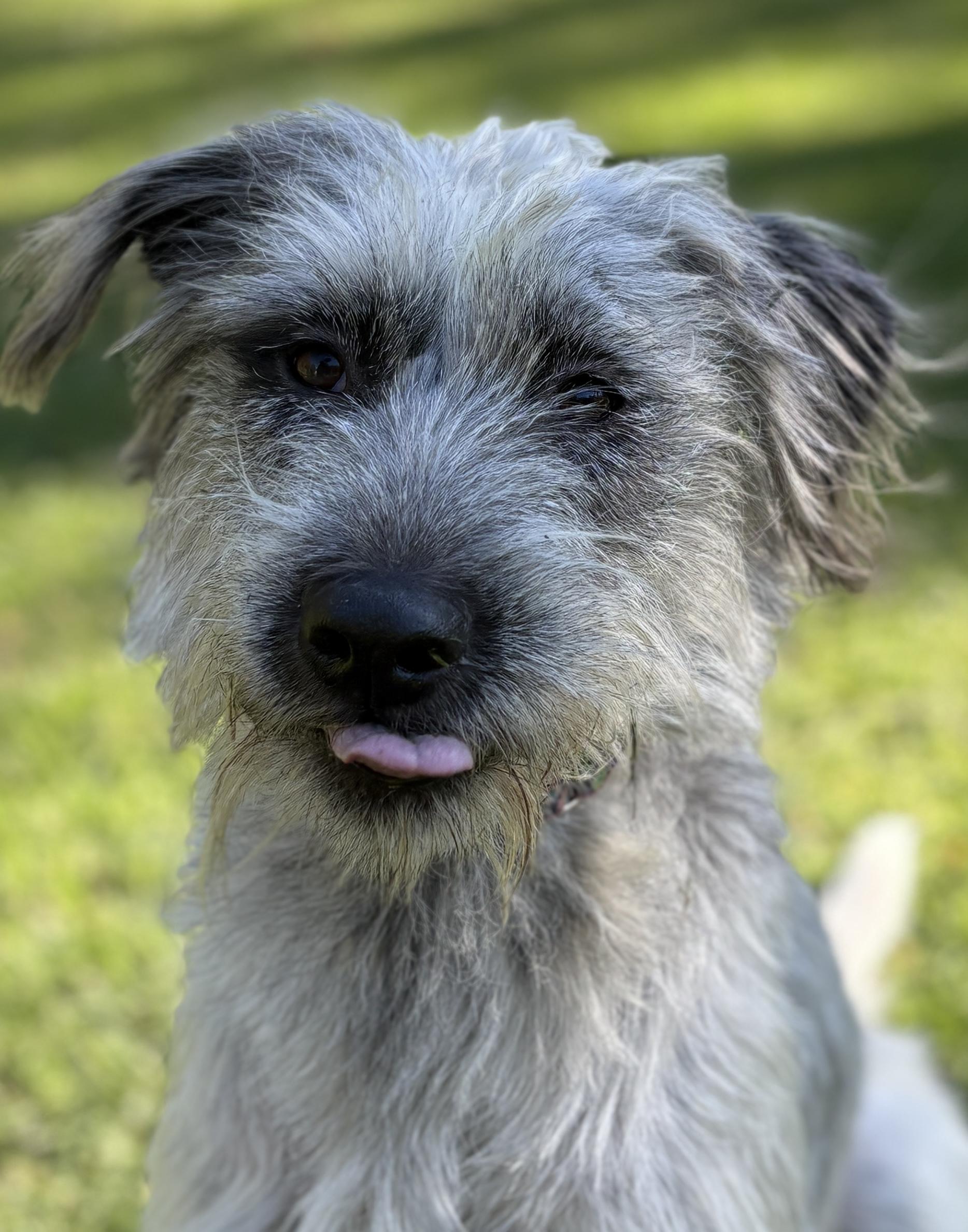 Enlarge Lilly, a Adoptable mixed breed in Latham, NY image 4/5