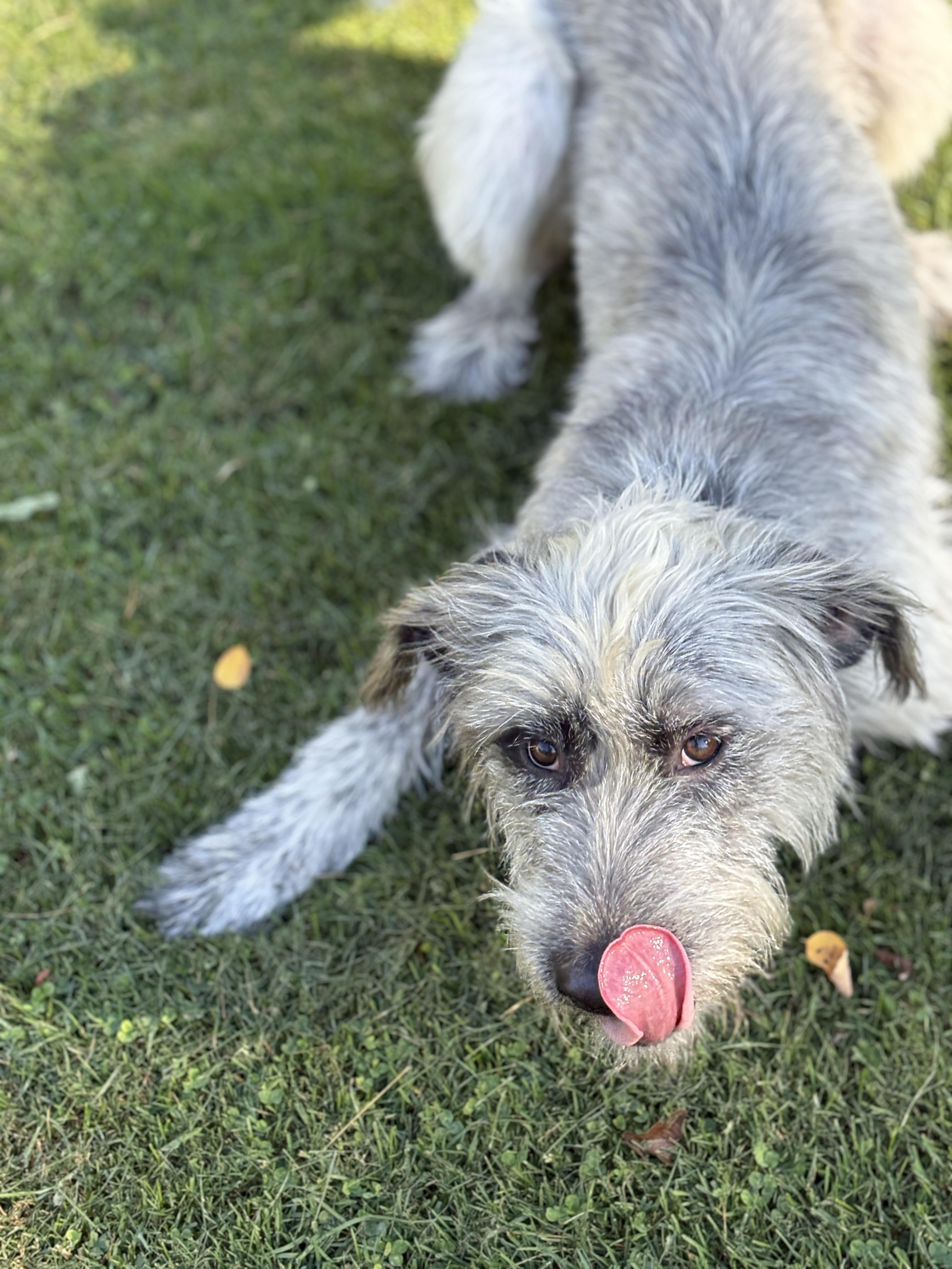 Enlarge Lilly, a Adoptable mixed breed in Latham, NY image 5/5