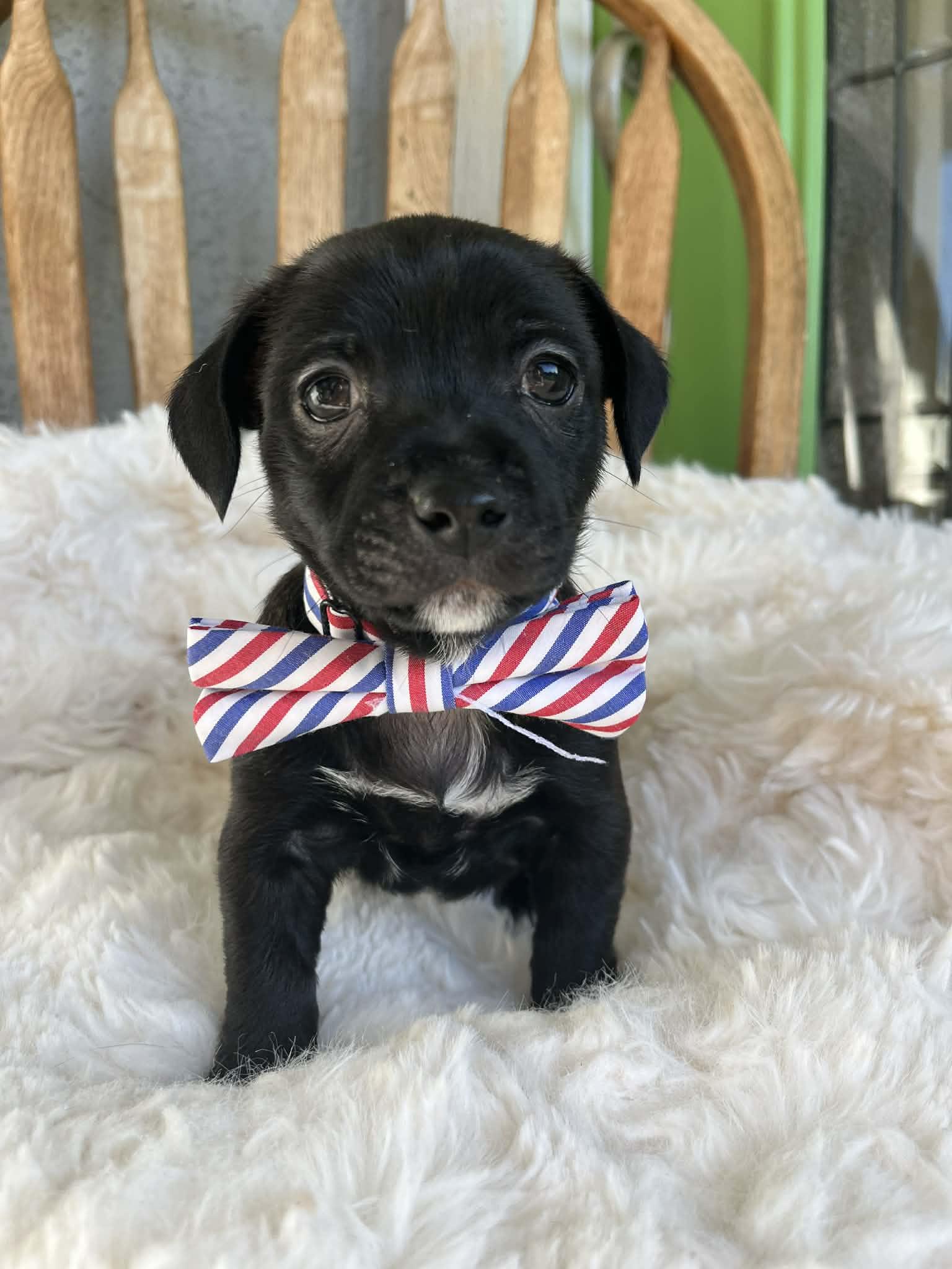 Enlarge Bruno, an adopted mixed breed in Poway, CA image 3/4