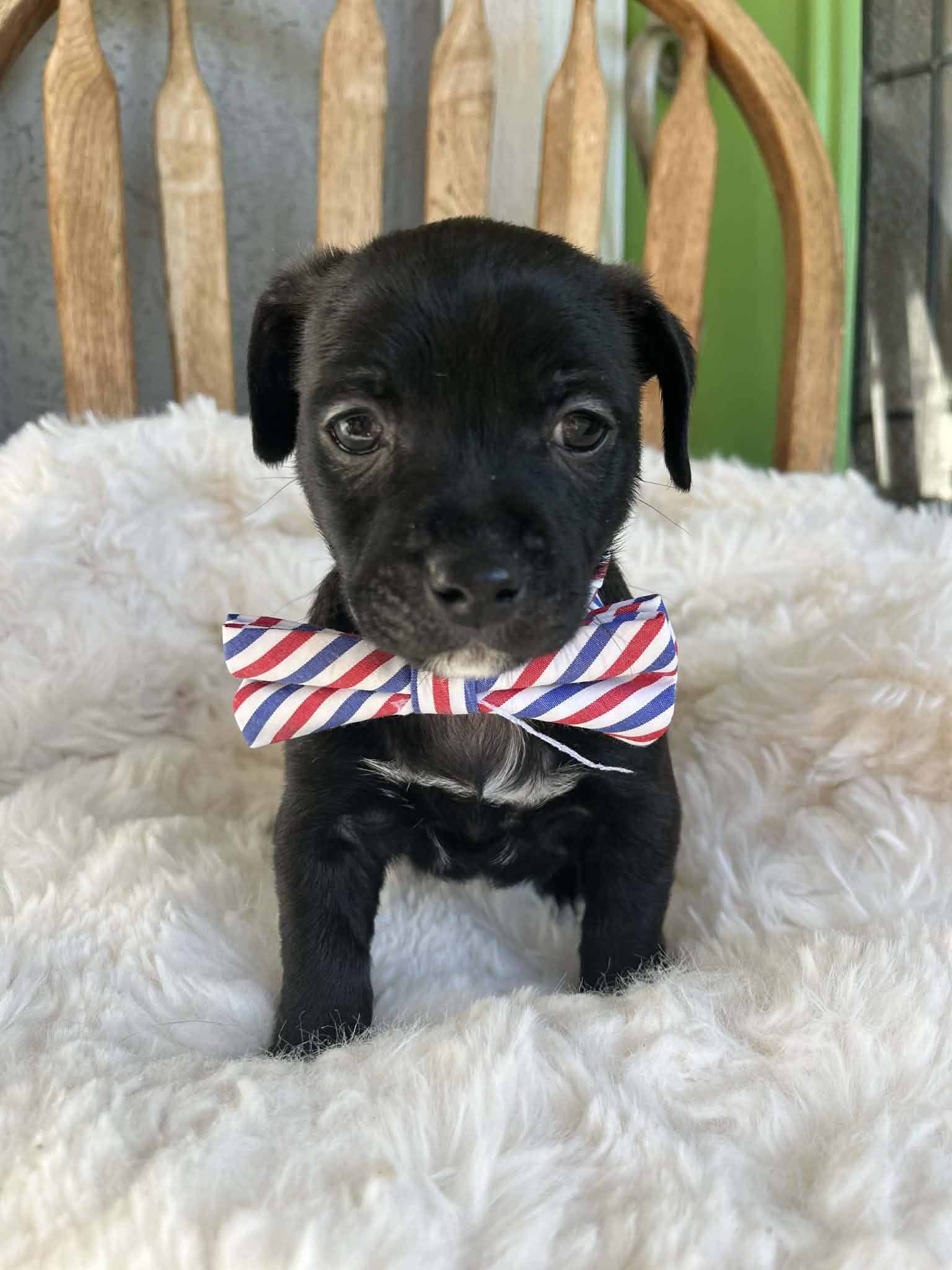 Bruno, adopted, Puppy Male Chihuahua.