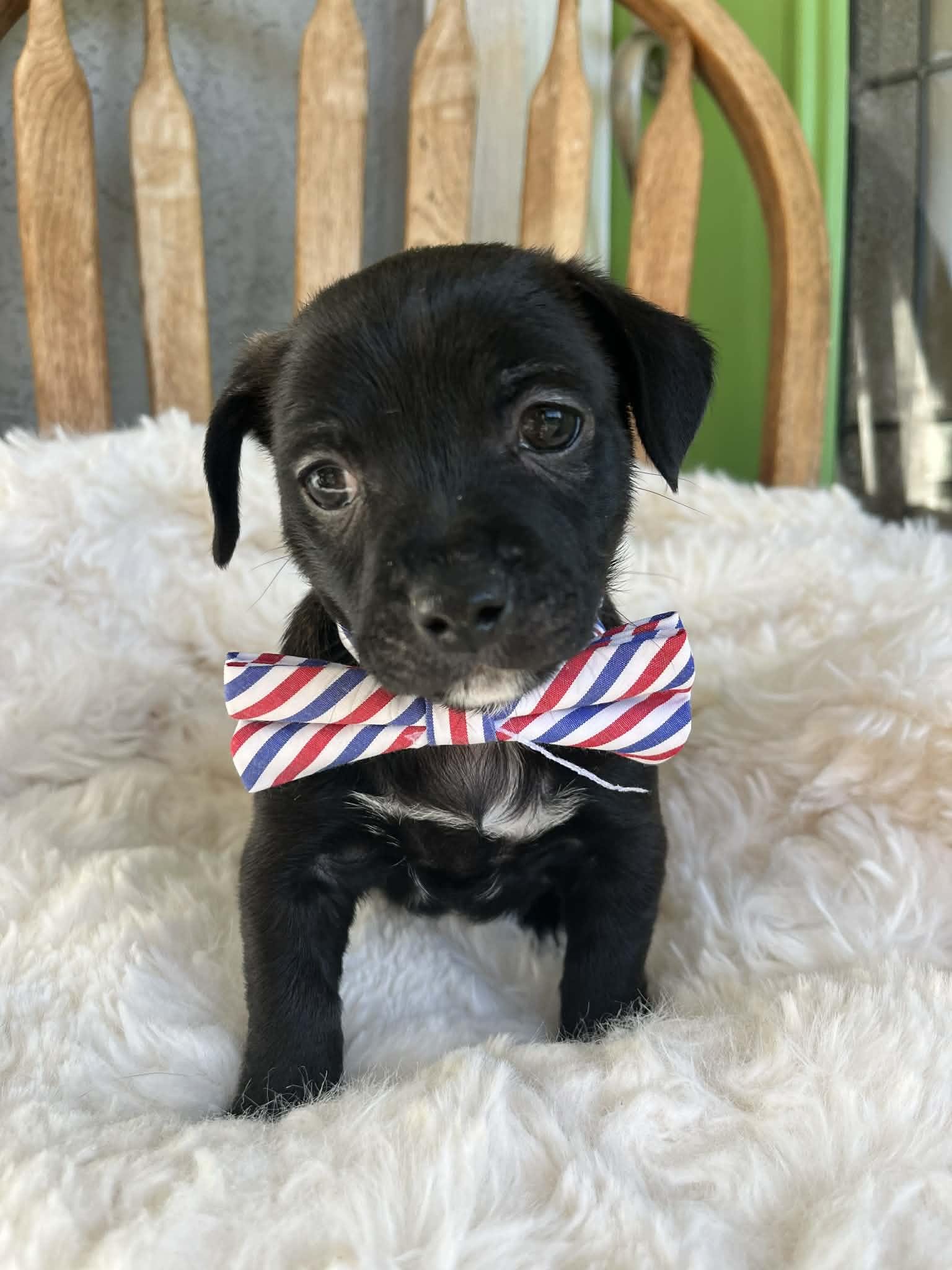 Enlarge Bruno, an adopted mixed breed in Poway, CA image 2/4