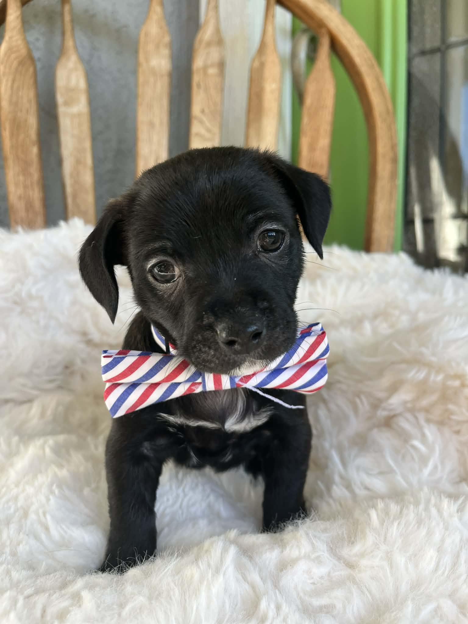 Enlarge Bruno, an adopted mixed breed in Poway, CA image 4/4