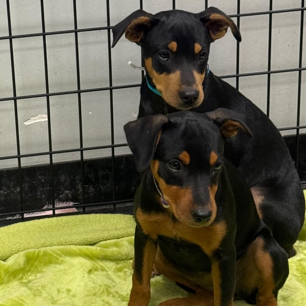 Enlarge Klark, a Adoptable mixed breed in Normal, IL image 1/2