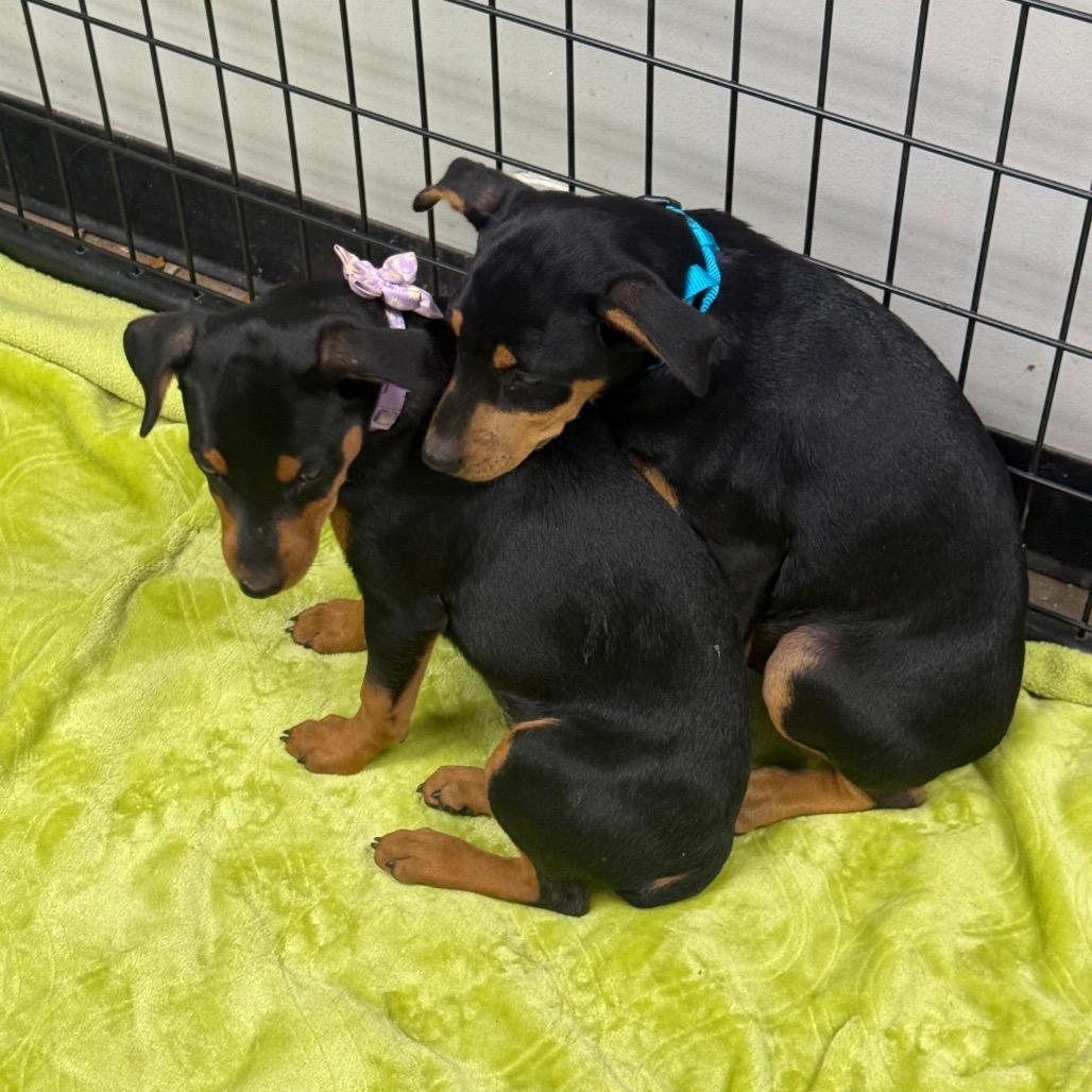 Enlarge Klark, a Adoptable mixed breed in Normal, IL image 2/2