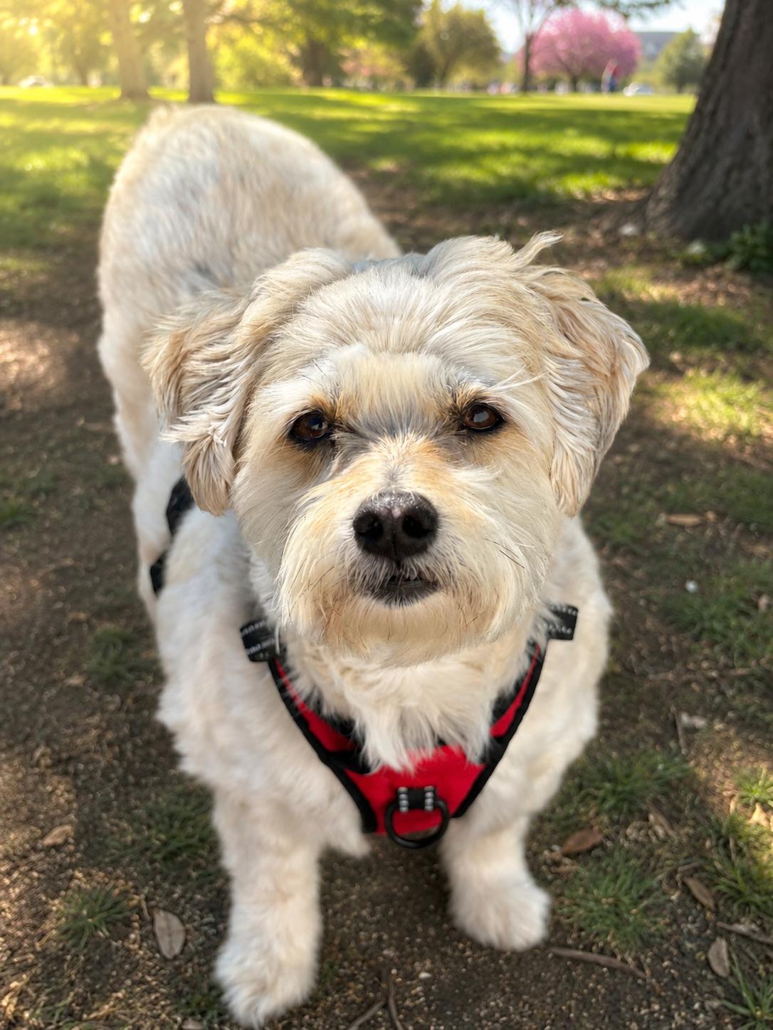 Henry, adopted, Adult Male Maltipoo.