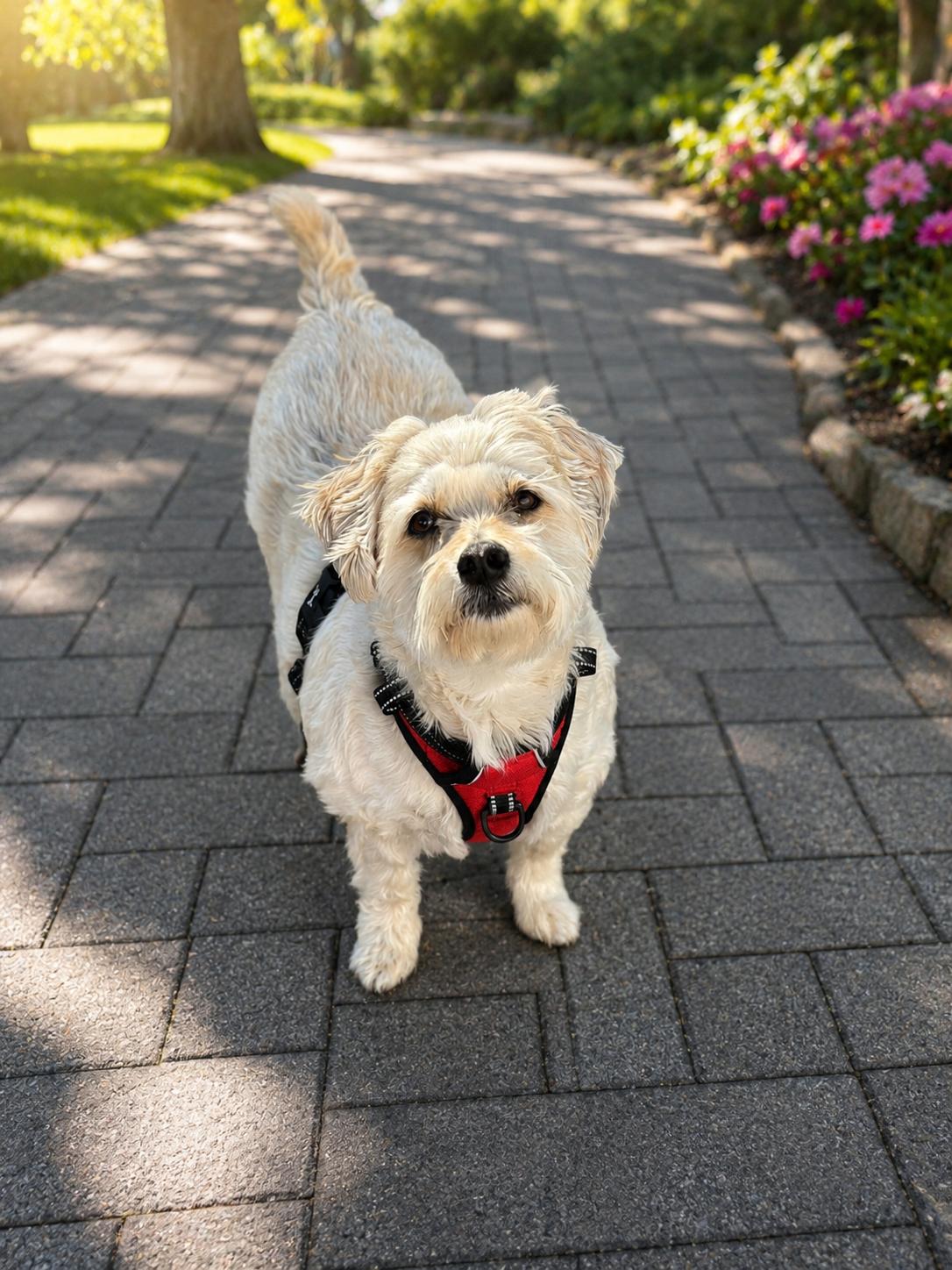 Enlarge Henry, an adopted mixed breed in Brooklyn, NY image 2/3