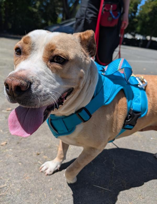 Enlarge Spoon, a Adoptable mixed breed in Santa Rosa, CA image 1/1