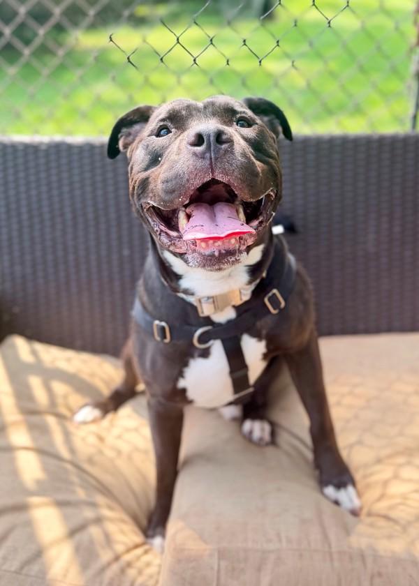 Enlarge Tank (in Foster), a Adoptable mixed breed in Skillman, NJ image 1/1