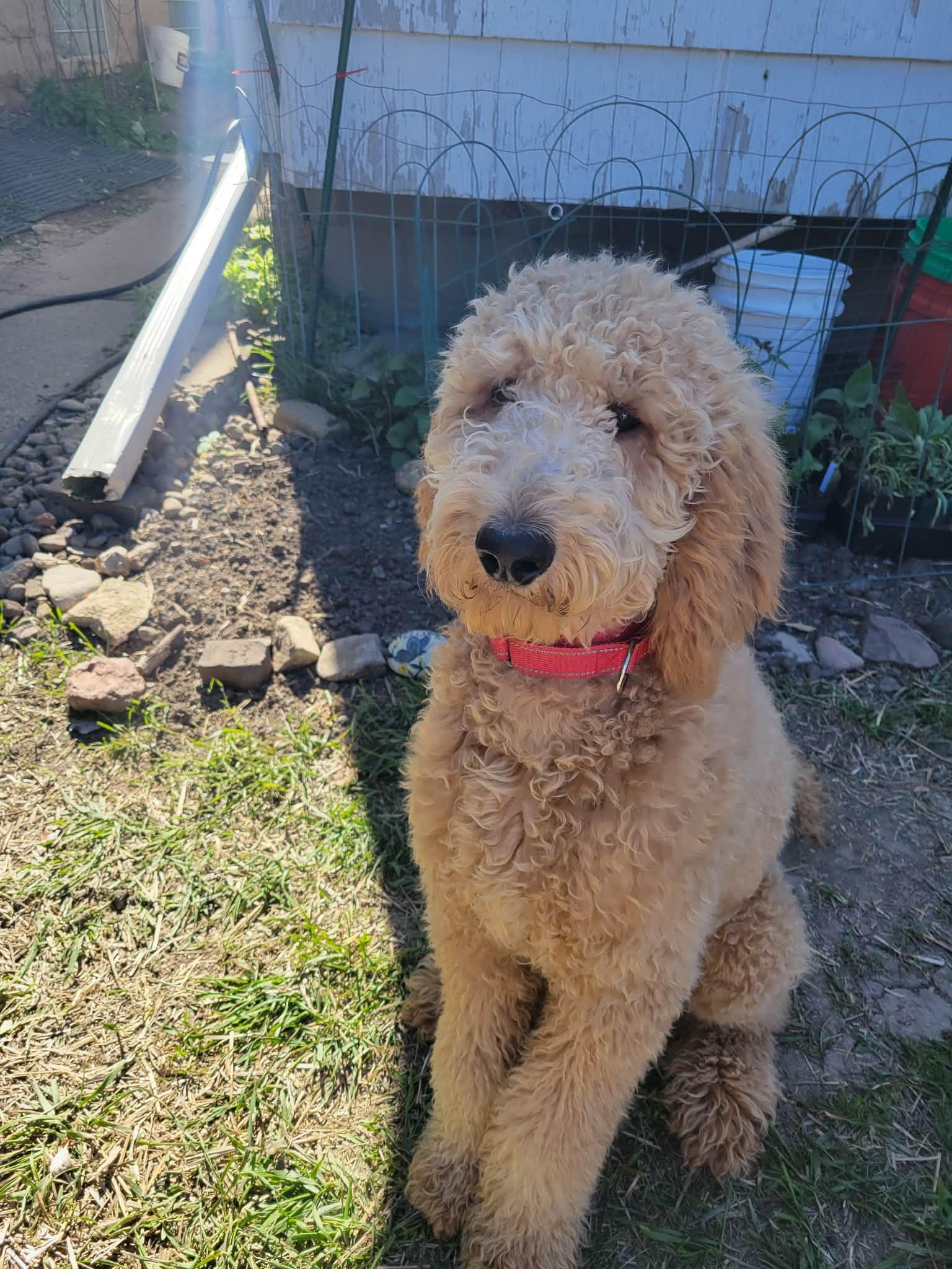 Enlarge BENEDICT   $425, a ADOPTABLE mixed breed in Milwaukee, WI image 1/2