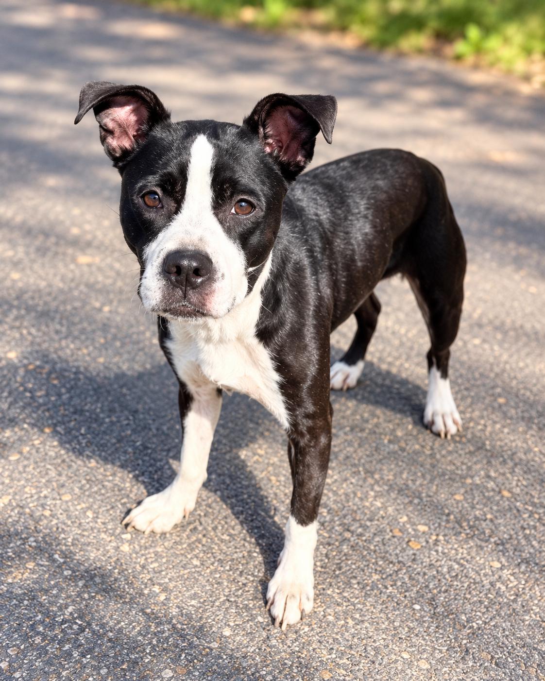 Turtle, Adoptable, Adult Female Boston Terrier.