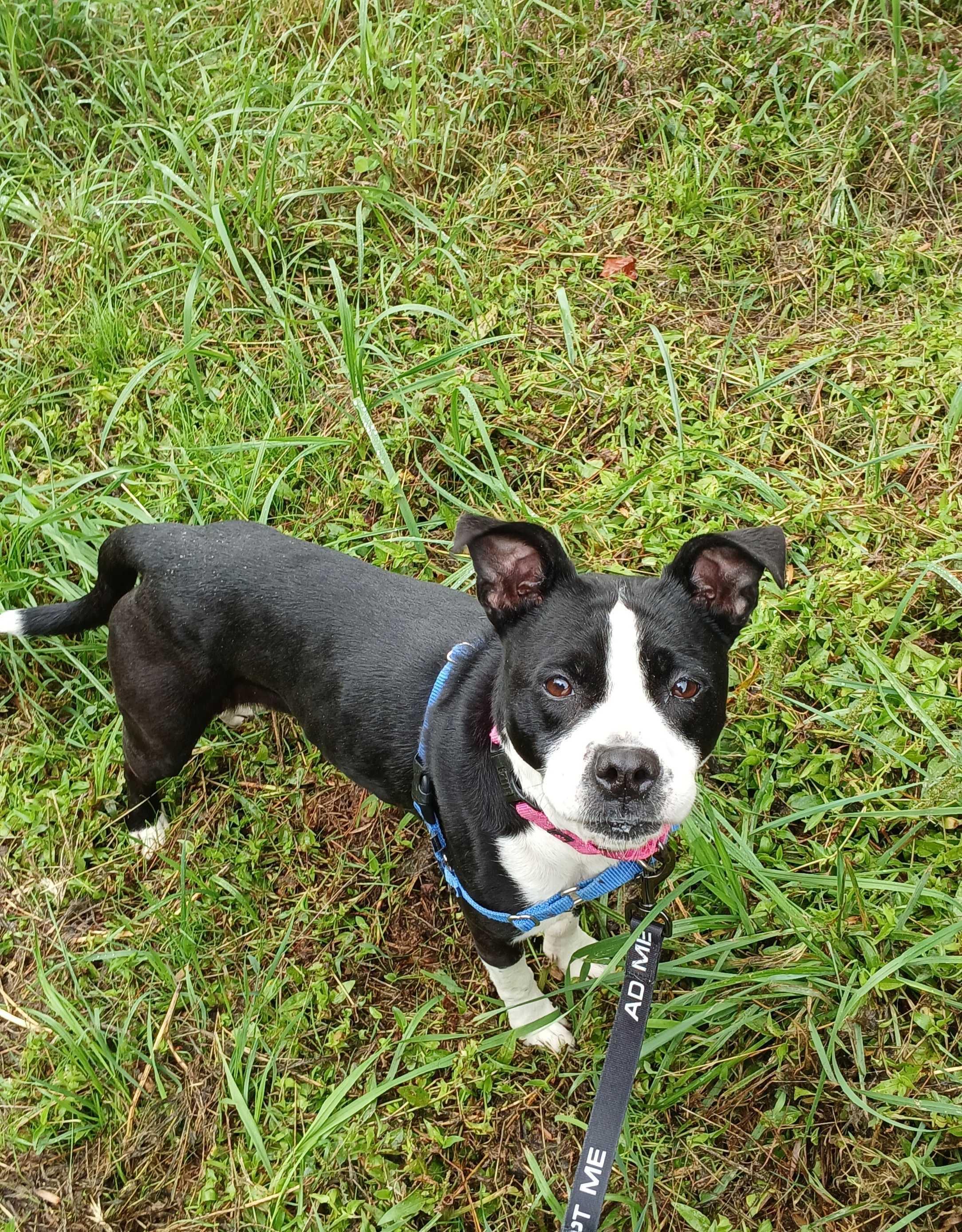 Turtle, Adoptable, Adult Female Boston Terrier.